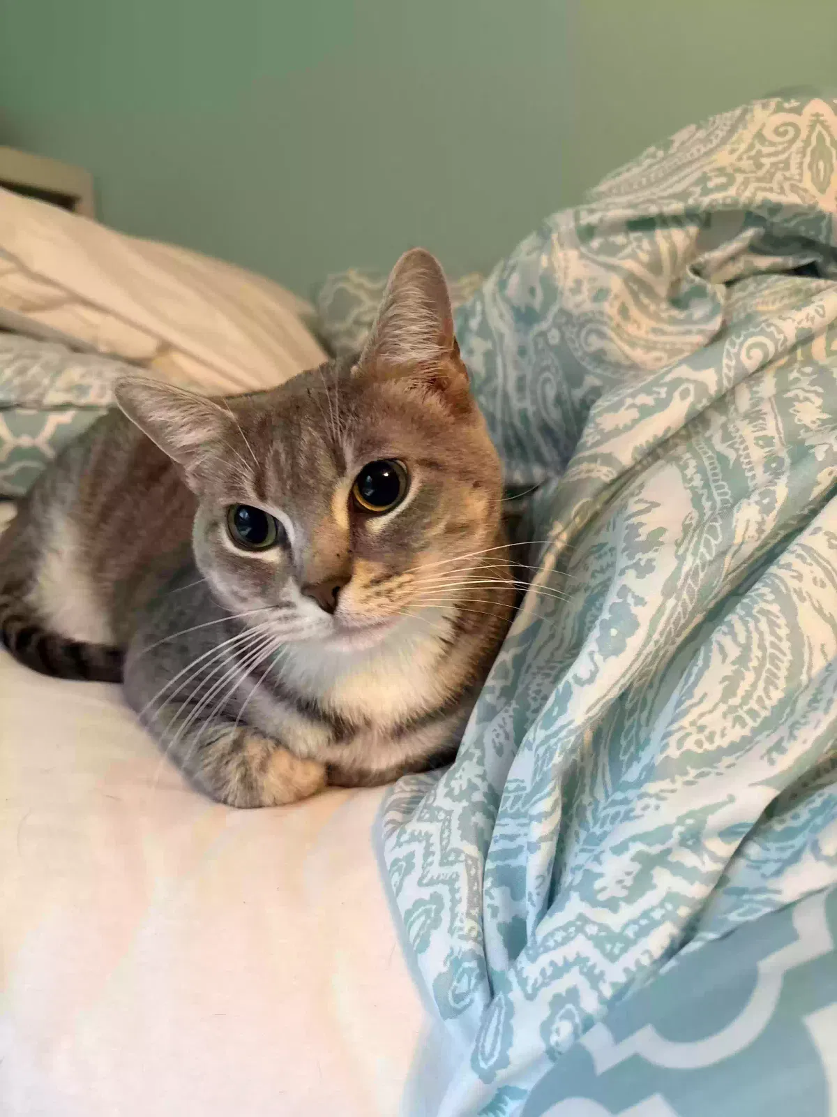 Talulah, Domestic short hair Cat for adoption in Zionsville, IN, 46077
