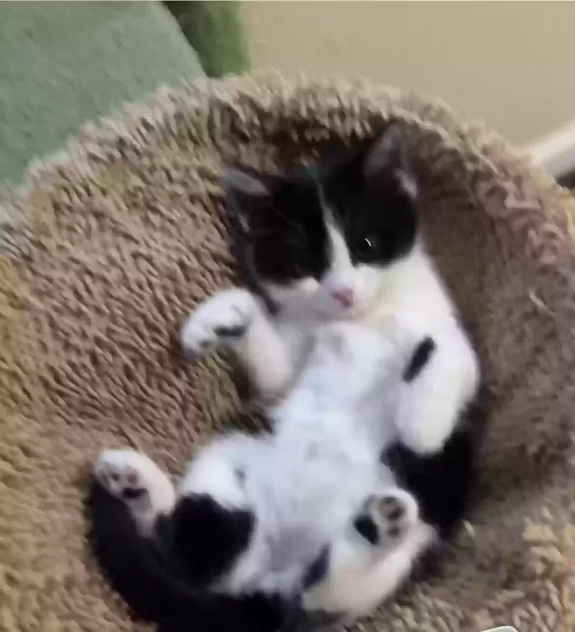 Mitzy, domestic short hair Cat for adoption in Apple Valley, CA, 92307