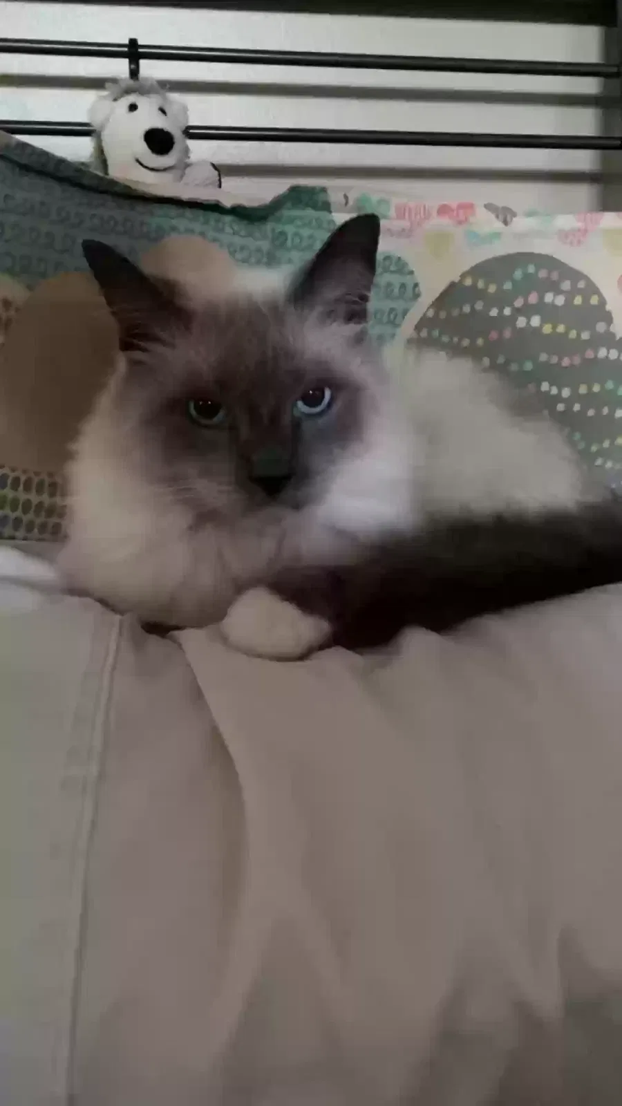 momma Kitty, rag doll/unknown Cat for adoption in Montgomery, MN, 56069