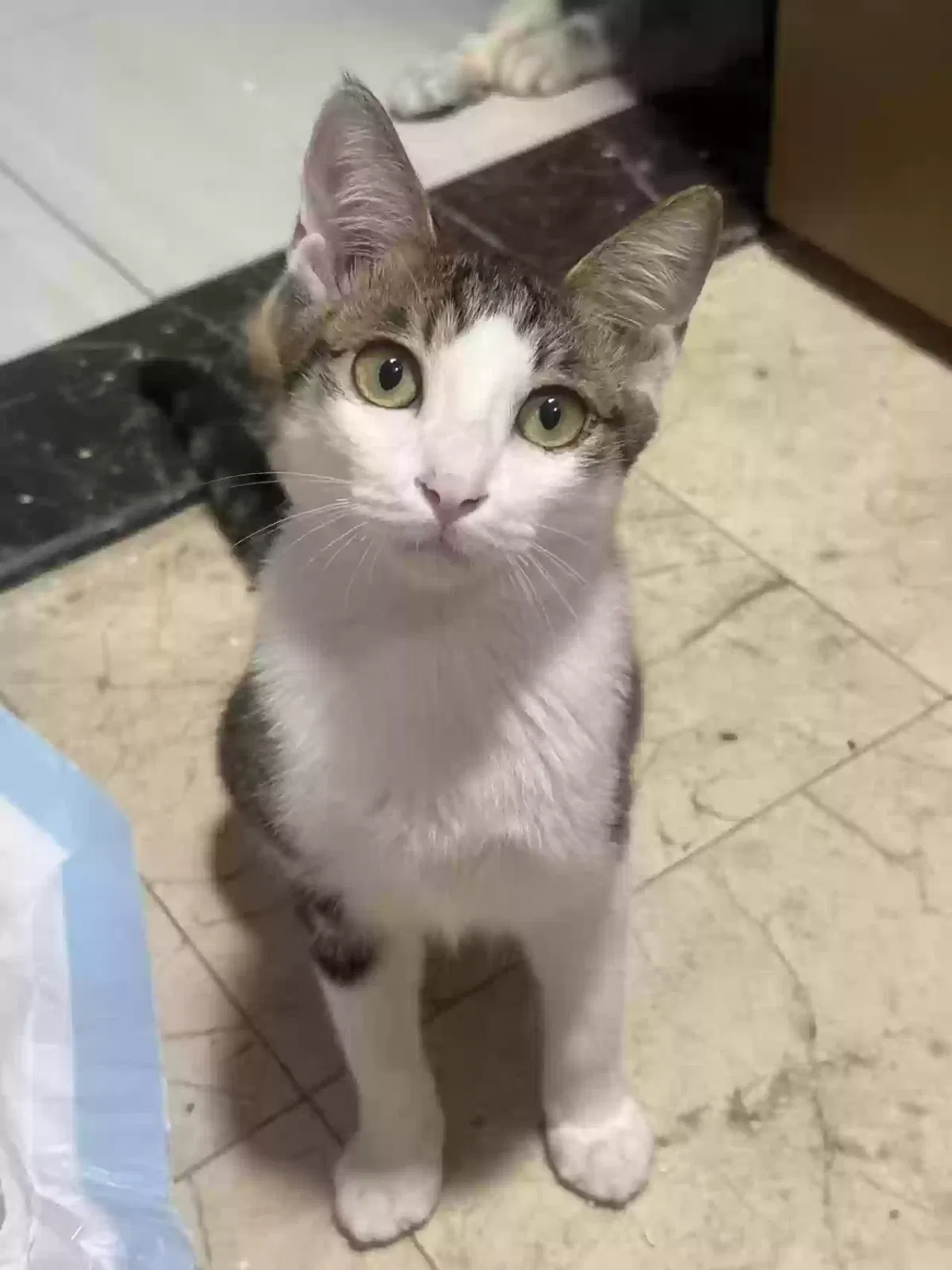 Bean, domestic shothair Cat for adoption in Winston Salem, NC, 27107