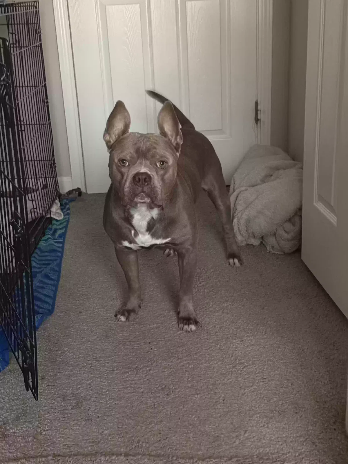 Storm, Pitbull Terrier Dog for adoption in Atlanta, GA, 30317
