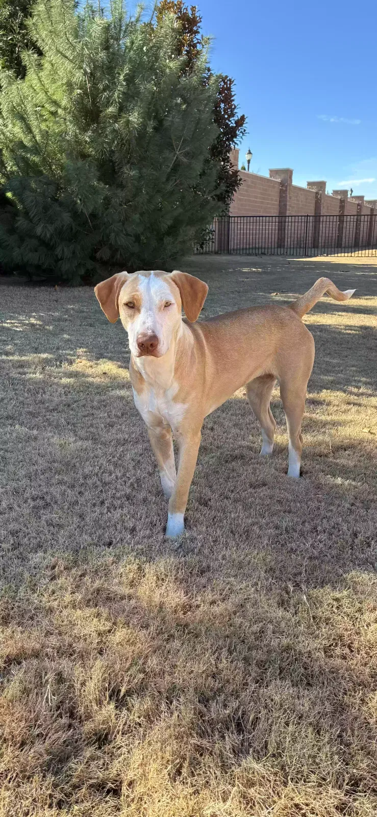 Goldie, Mixed Dog for adoption in Rogers, AR, 72758