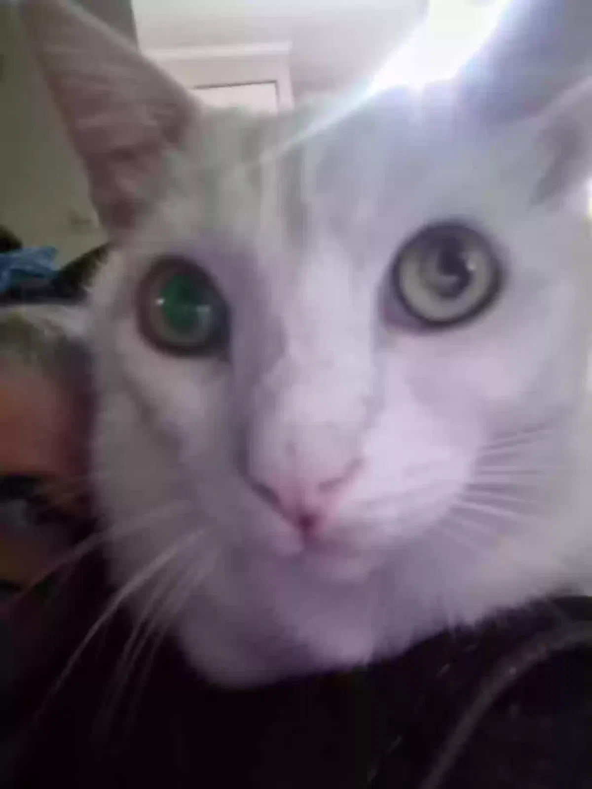 Rio, Unknown Cat for adoption in West, TX, 76691