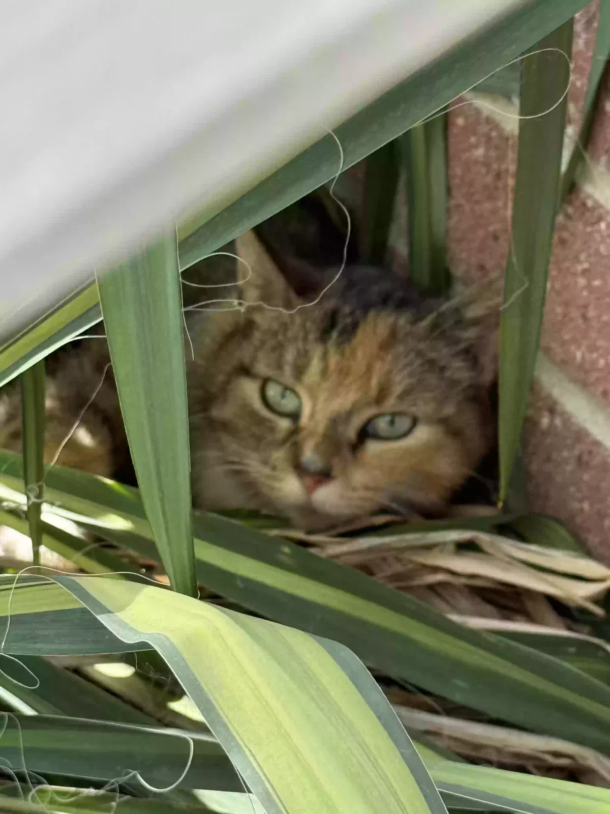 Mama kitty, Unknown Cat for adoption in Clinton Township, MI, 48035