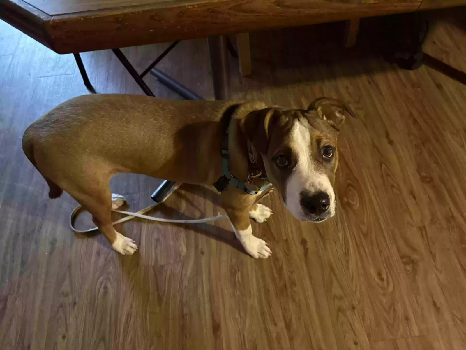 Buddy, pitt/boxer Dog for adoption in Maxwell, TX, 78656