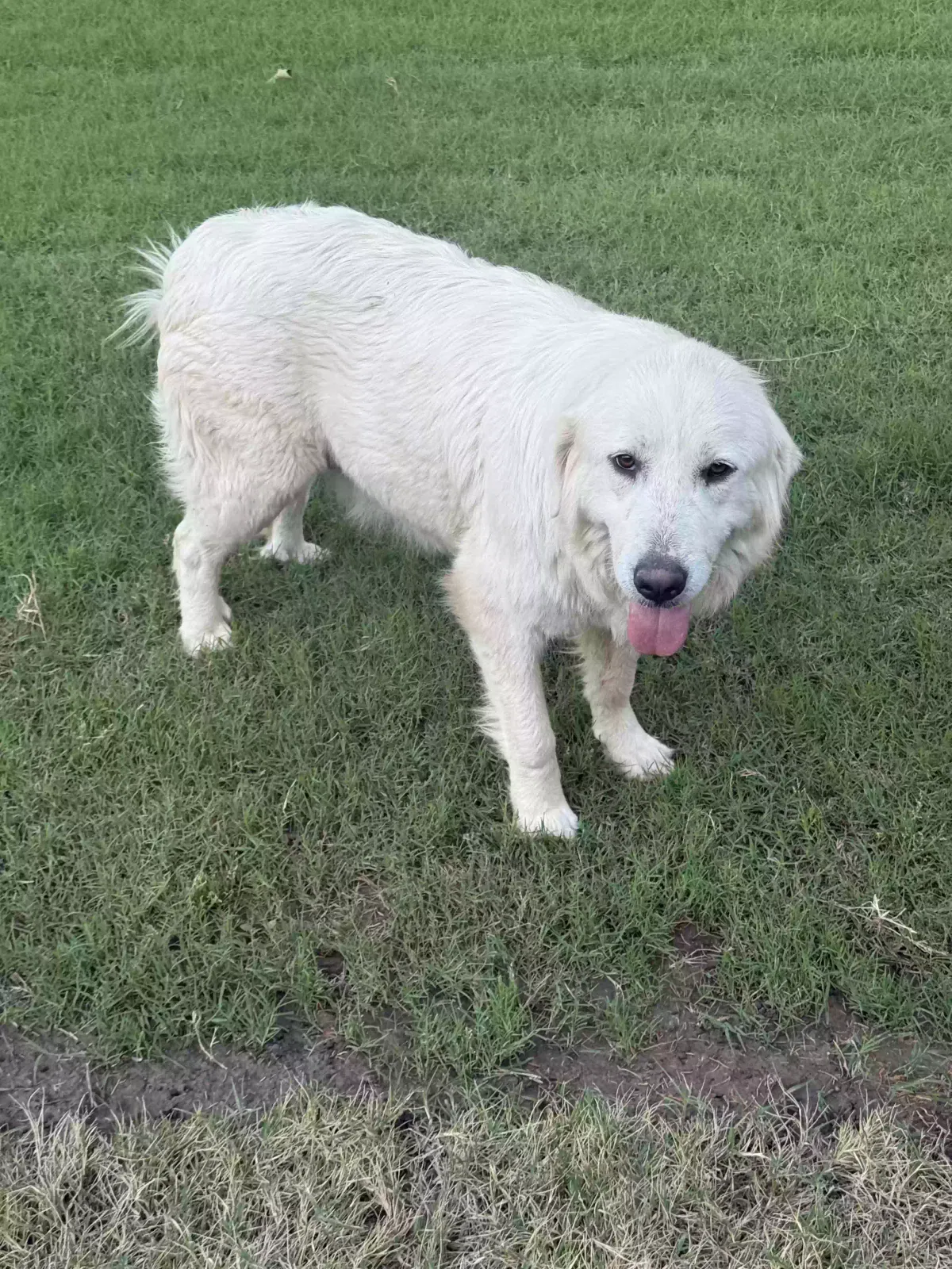 4 Abandoned Great Pyrenees Near Jones Oklahoma, We have a name for Pregnant Mama “Journey”. Dad we call DD, and the two pips names are Bug and C Dog for adoption in Broken Arrow, OK, 73049