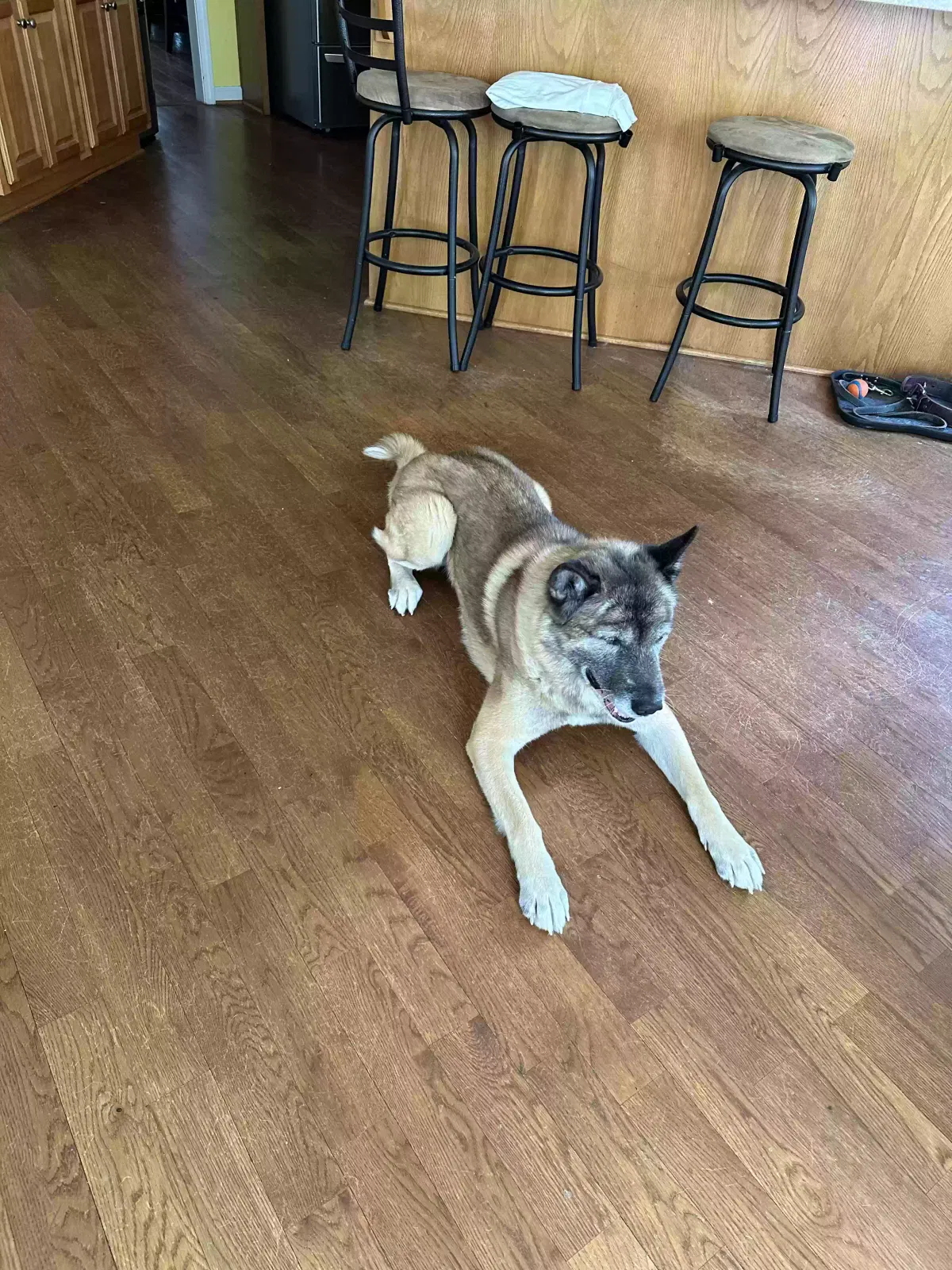 Kuma, Akita Dog for adoption in Conyers, GA, 30094