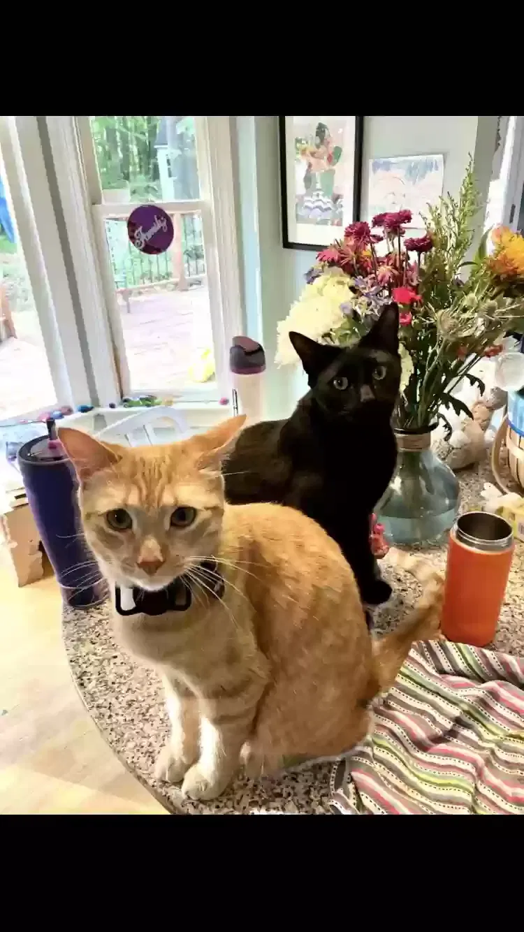 Murph, Domestic shorthair Cat for adoption in Durham, NC, 27713