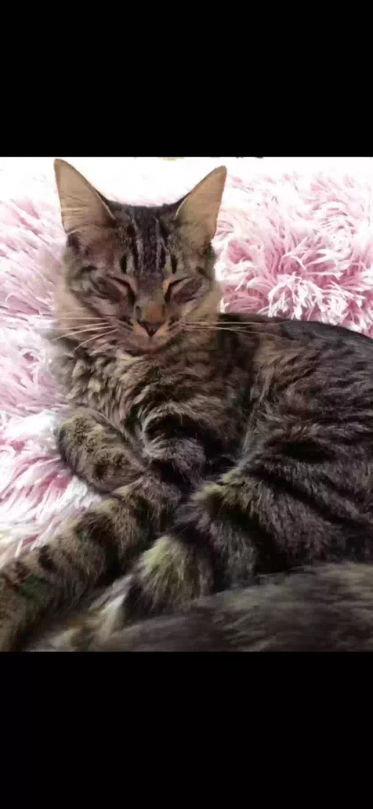 Kitten, Unknown Cat for adoption in Apple Valley, CA, 92307