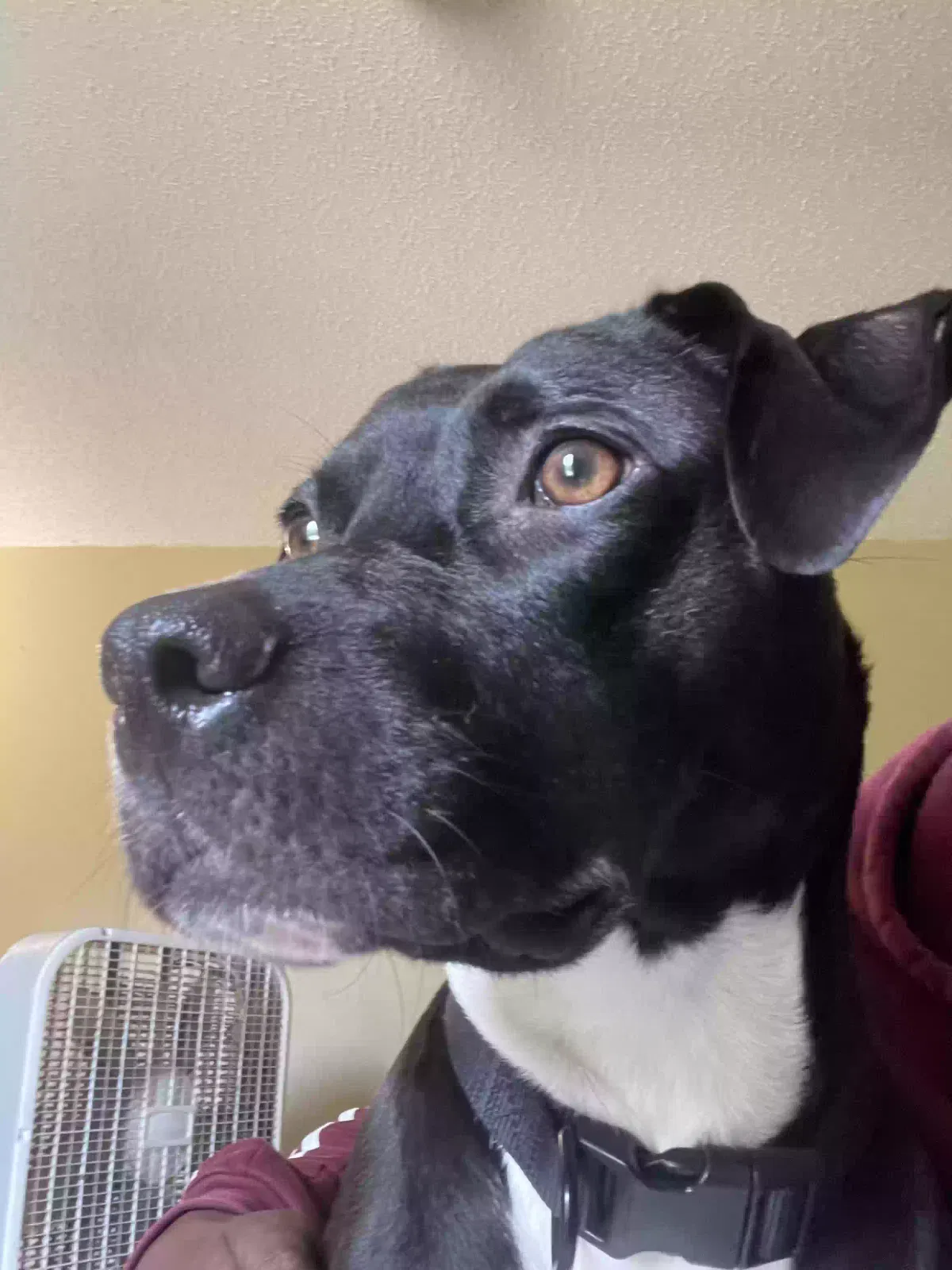 Dog, Labrador Retriever Dog for adoption in Rex, GA, 30273
