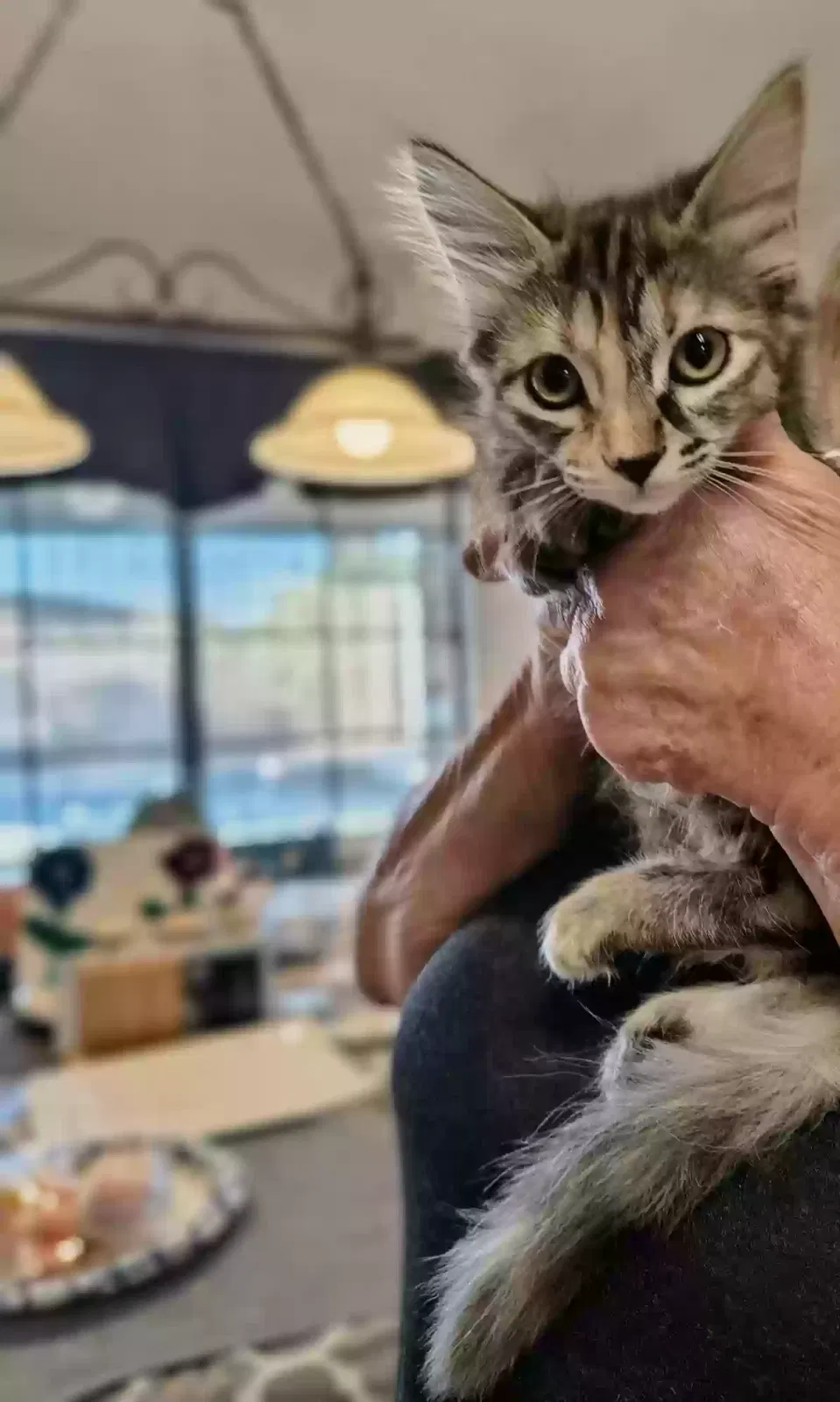 Cat, Unknown Cat for adoption in Apple Valley, CA, 92307