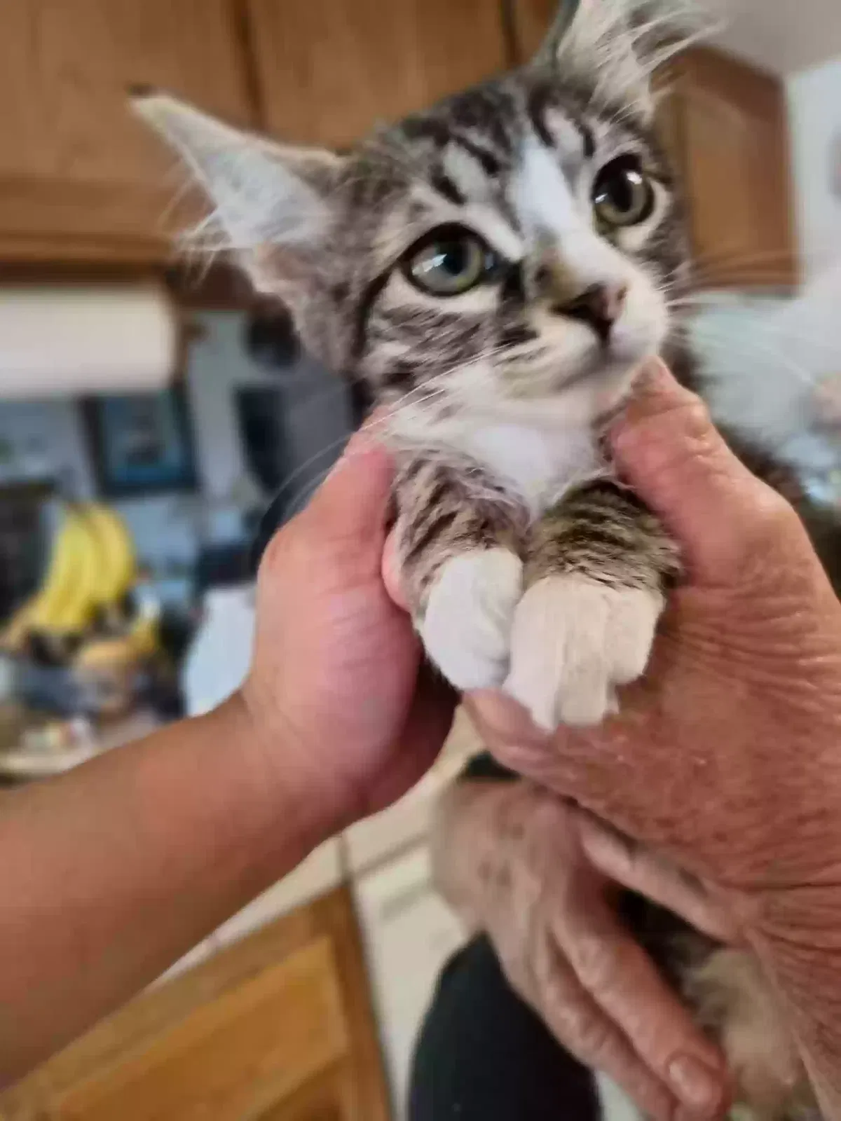 Cat, Unknown Cat for adoption in Apple Valley, CA, 92307
