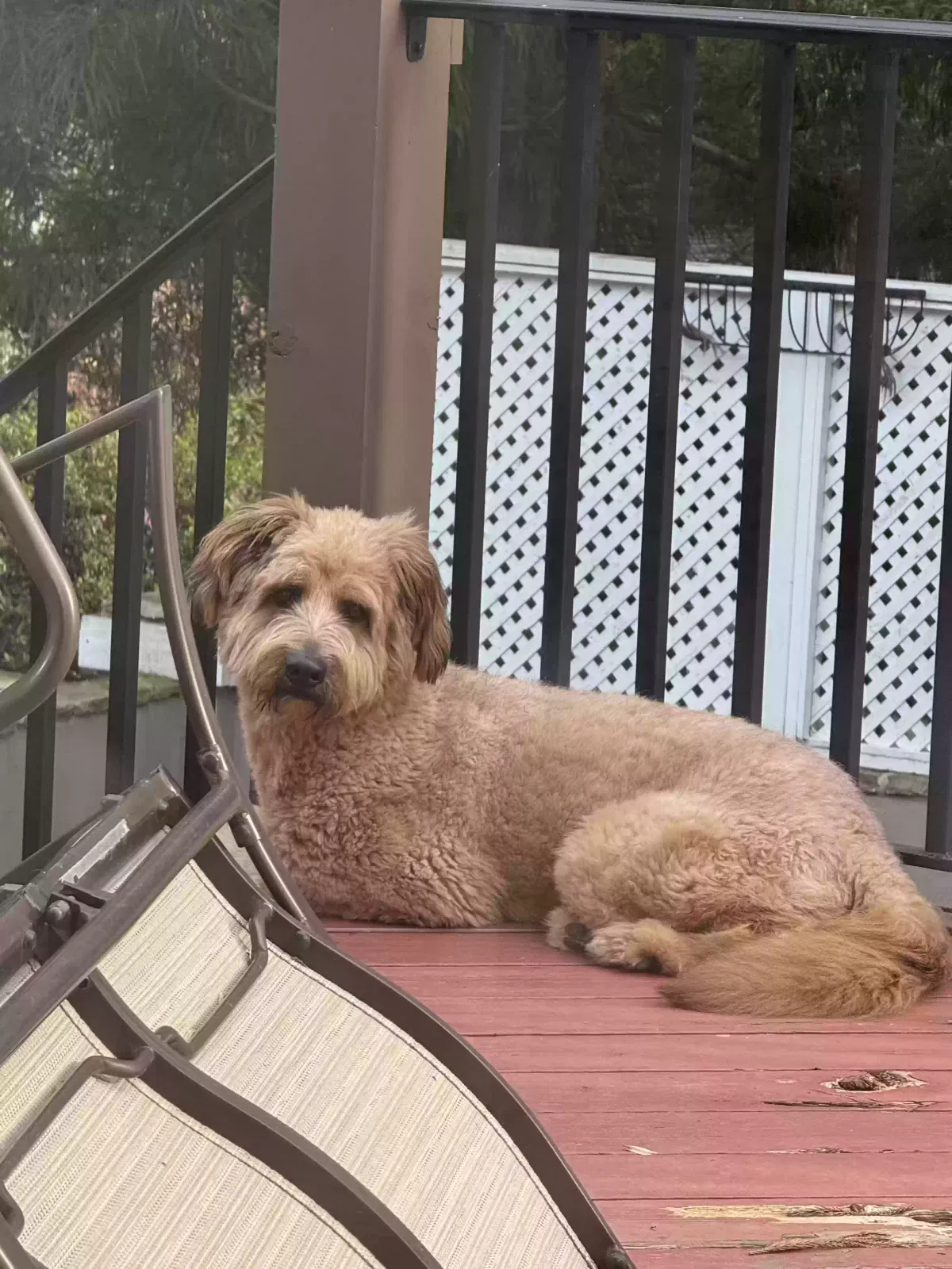 Rocky, Shepadoodle Dog for adoption in Alpharetta, GA, 30022