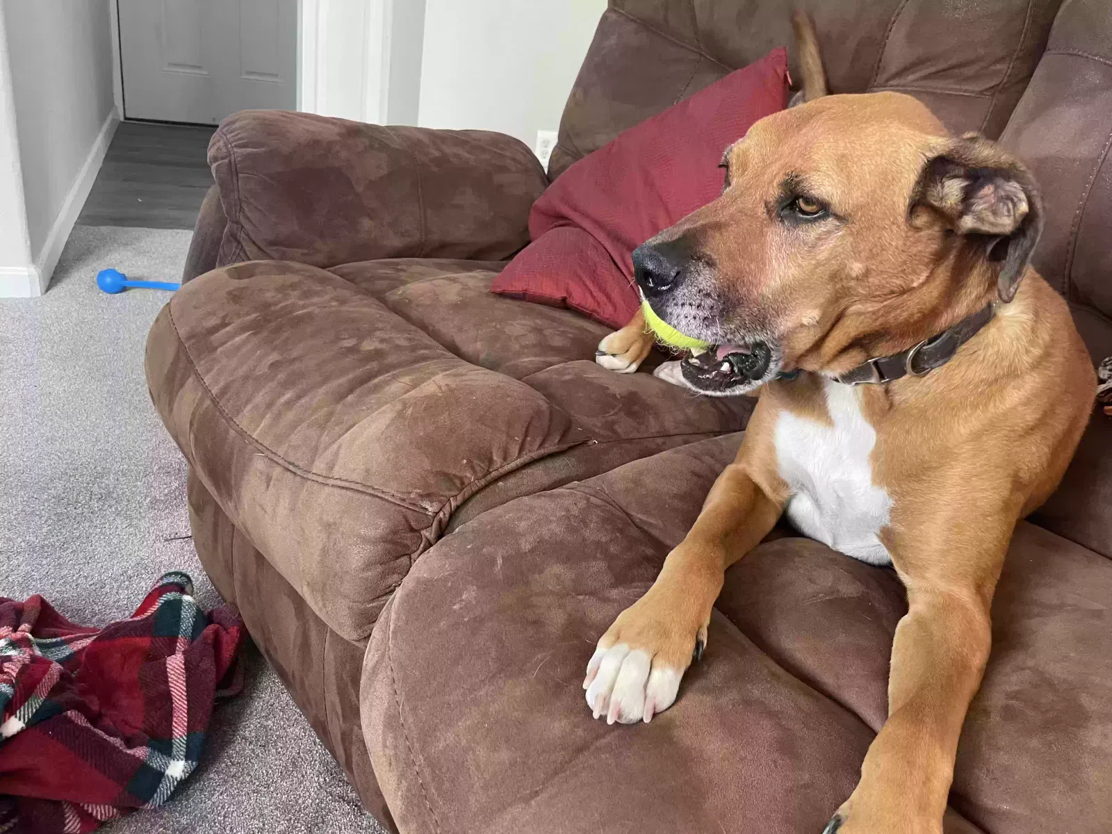 Duque, Unknown Dog for adoption in Colorado Springs, CO, 80922
