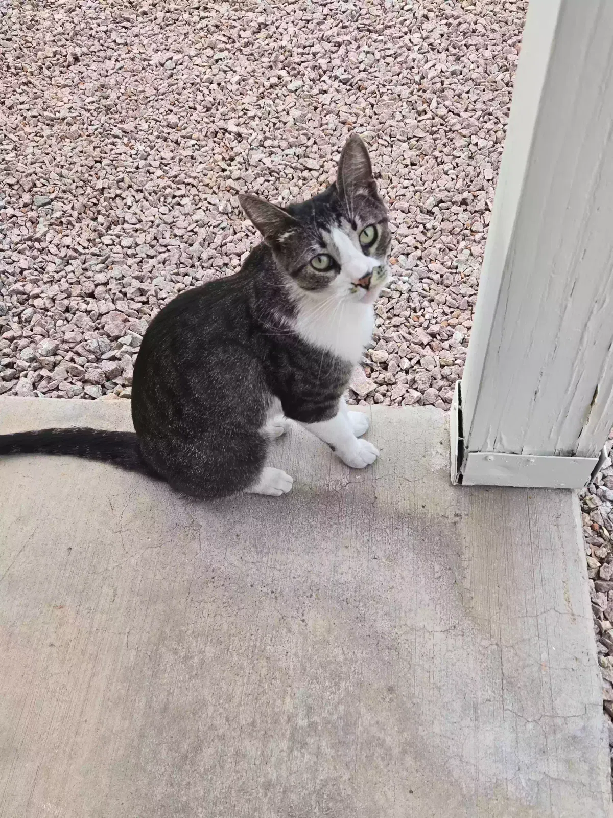 Cleo, Unknown Cat for adoption in Mesa, AZ, 85206