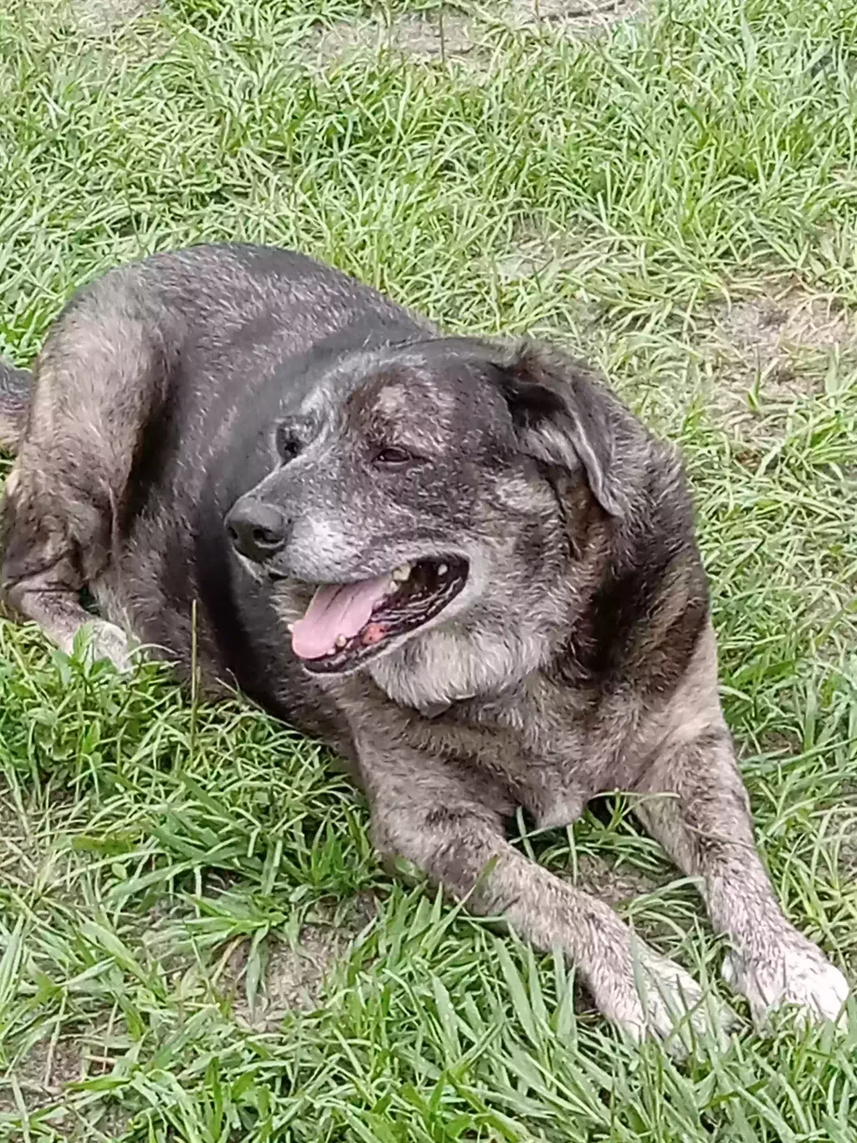 Shy, Lab/Shepherd Mix Dog for adoption in Williston, FL, 32696