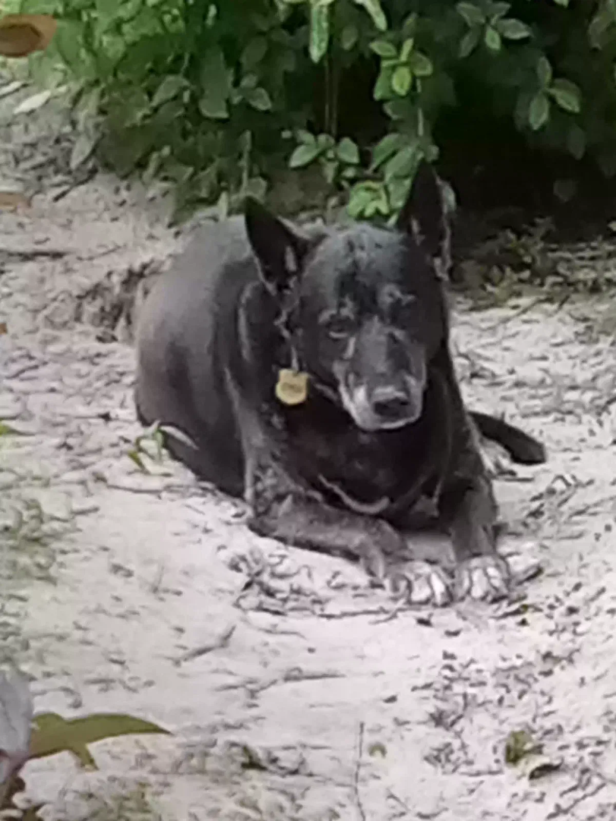Athena, German Shephard/Chow Mix Dog for adoption in Williston, FL, 32696