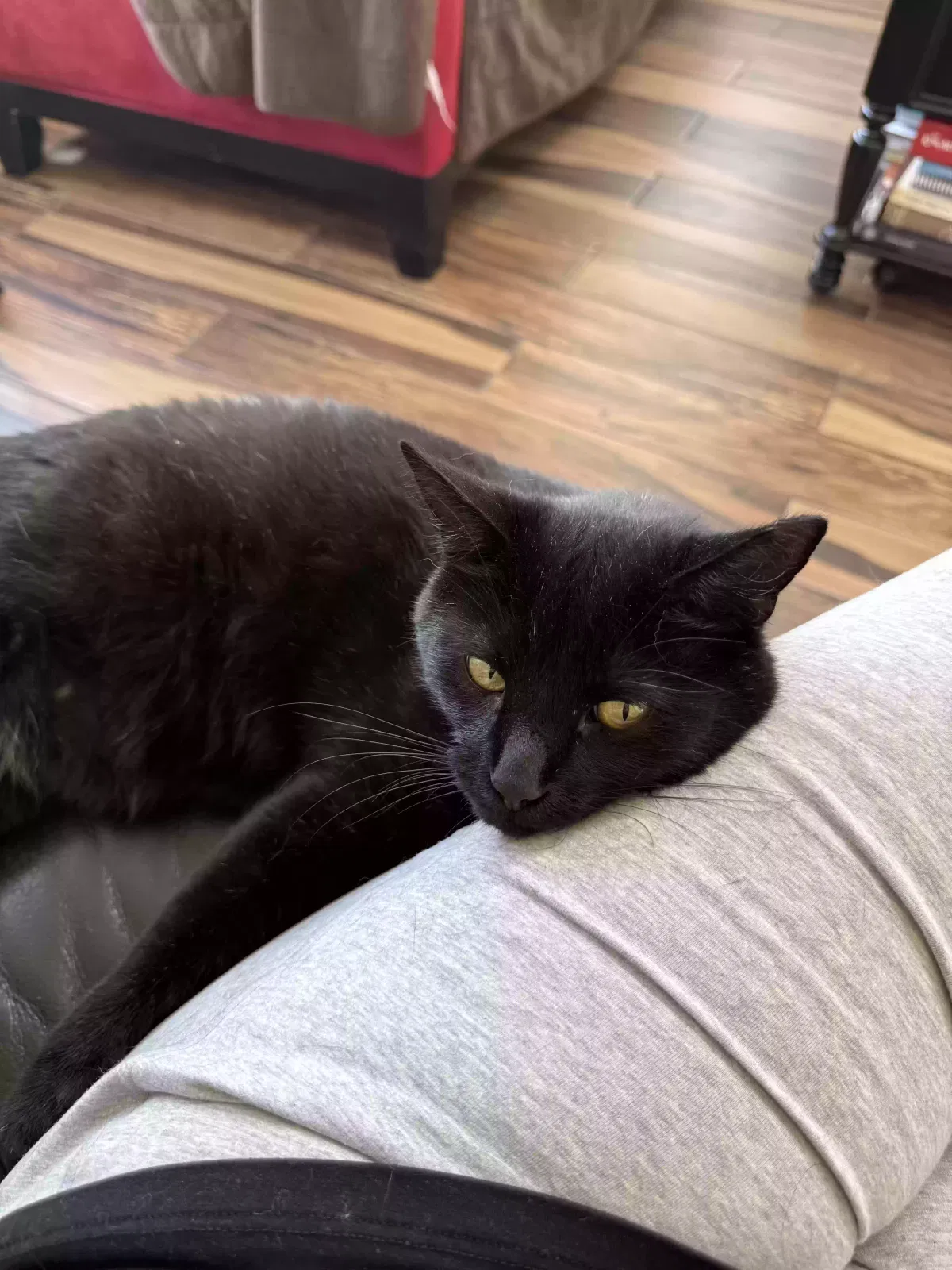 Cat, Short hair cat Cat for adoption in Old Bethpage, NY, 11804