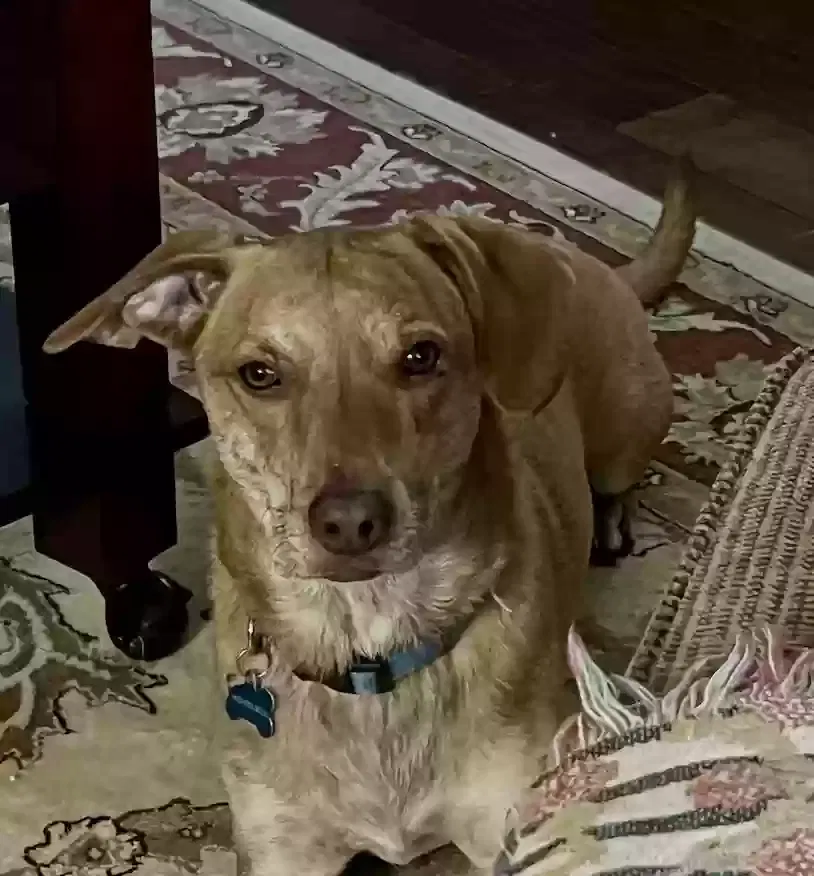 Rowdy, Unknown Dog for adoption in Plano, TX, 75025