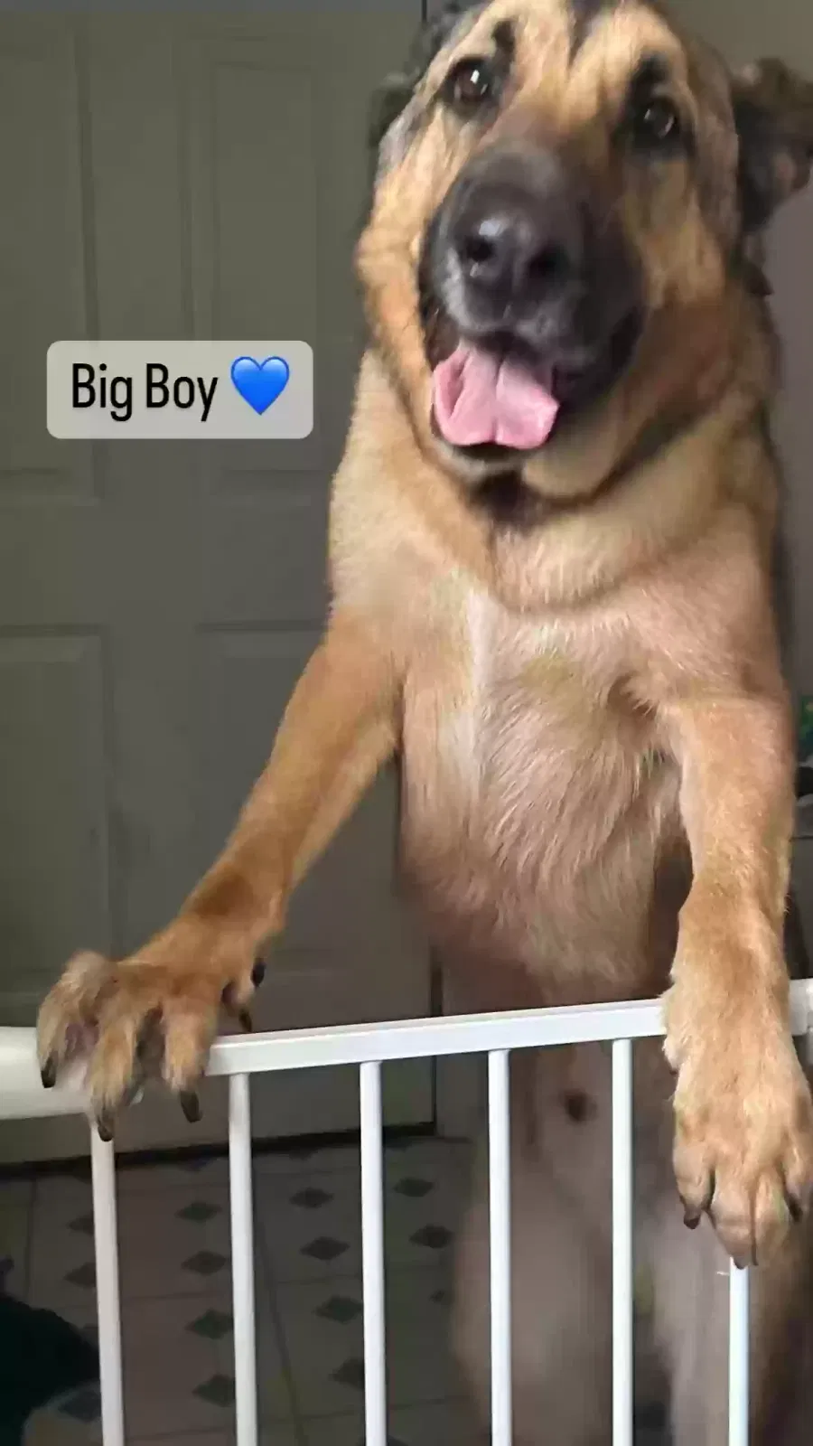 Charlie, German Shepherd Dog for adoption in Warren, MI, 48083
