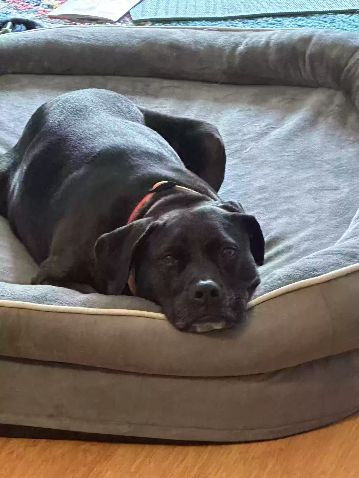 Diana, Pit bull Dog for adoption in Chester, MD, 21619