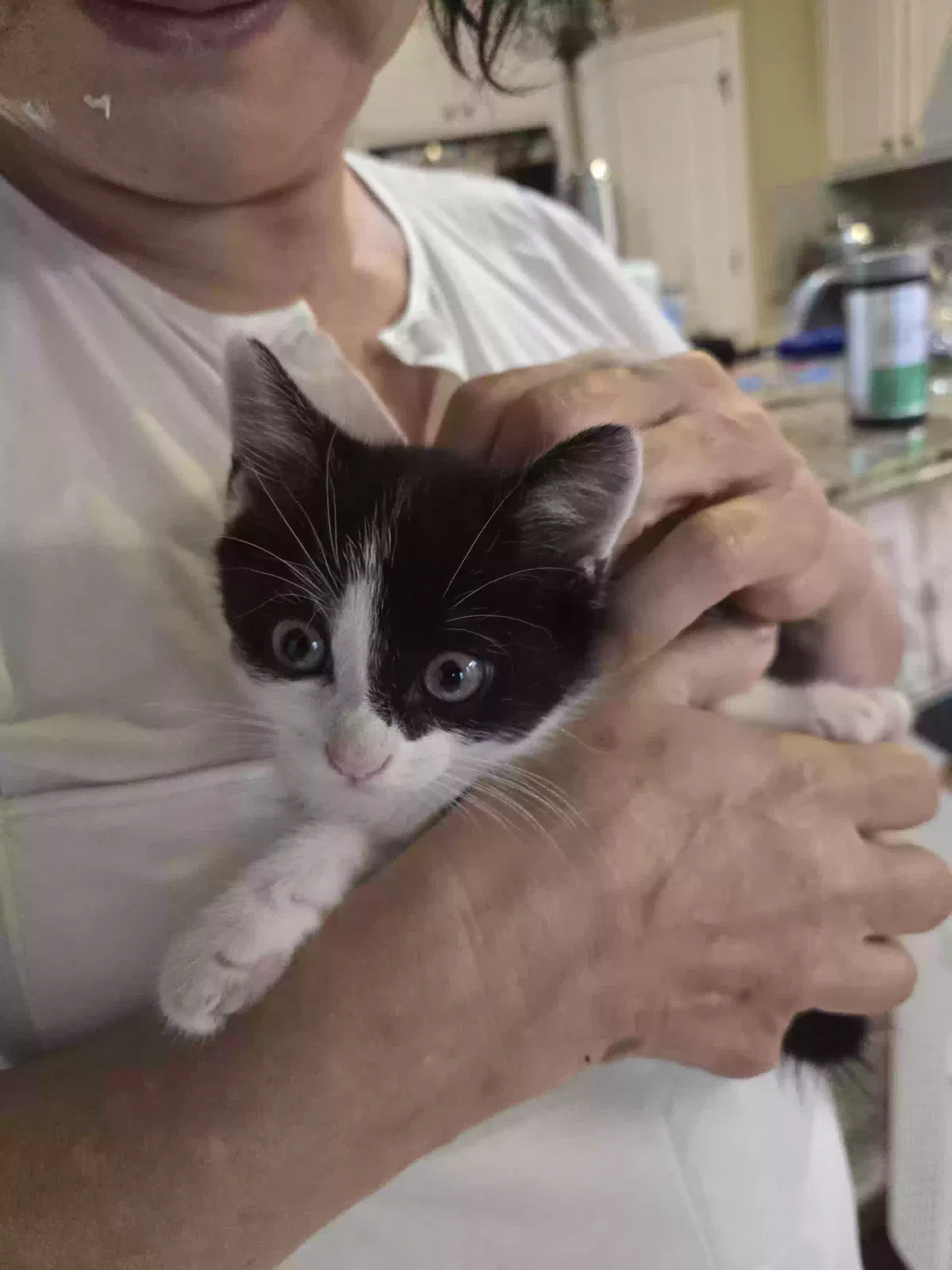 Kitty, Unknown Cat for adoption in Belton, TX, 76513
