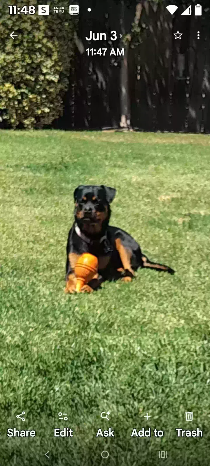Roxie Rain, Rottweiller Dog for adoption in Denair, CA, 95358