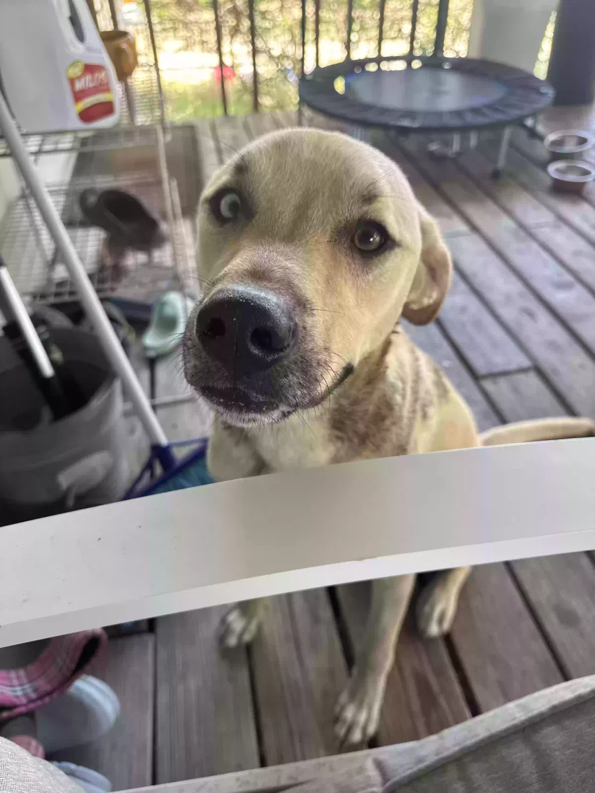 Grasshopper, Black mouth cur Dog for adoption in China Spring, TX, 76633