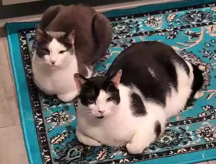 Felix & Milo – Bonded Brothers Seeking Indoor Home Together, Domestic Shorthair Cat for adoption in Lithonia, GA, 30038