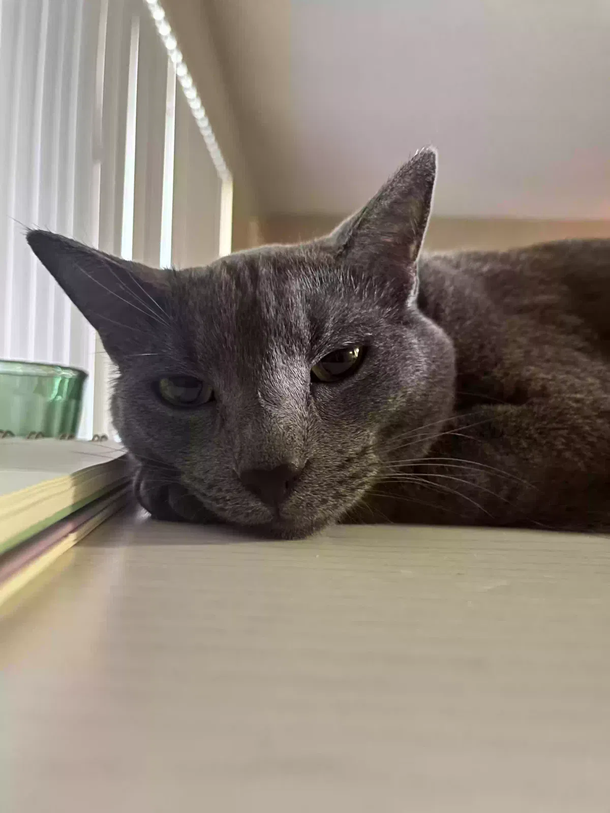 Rey, Domestic Shorthair Cat for adoption in Stanton, CA, 90680
