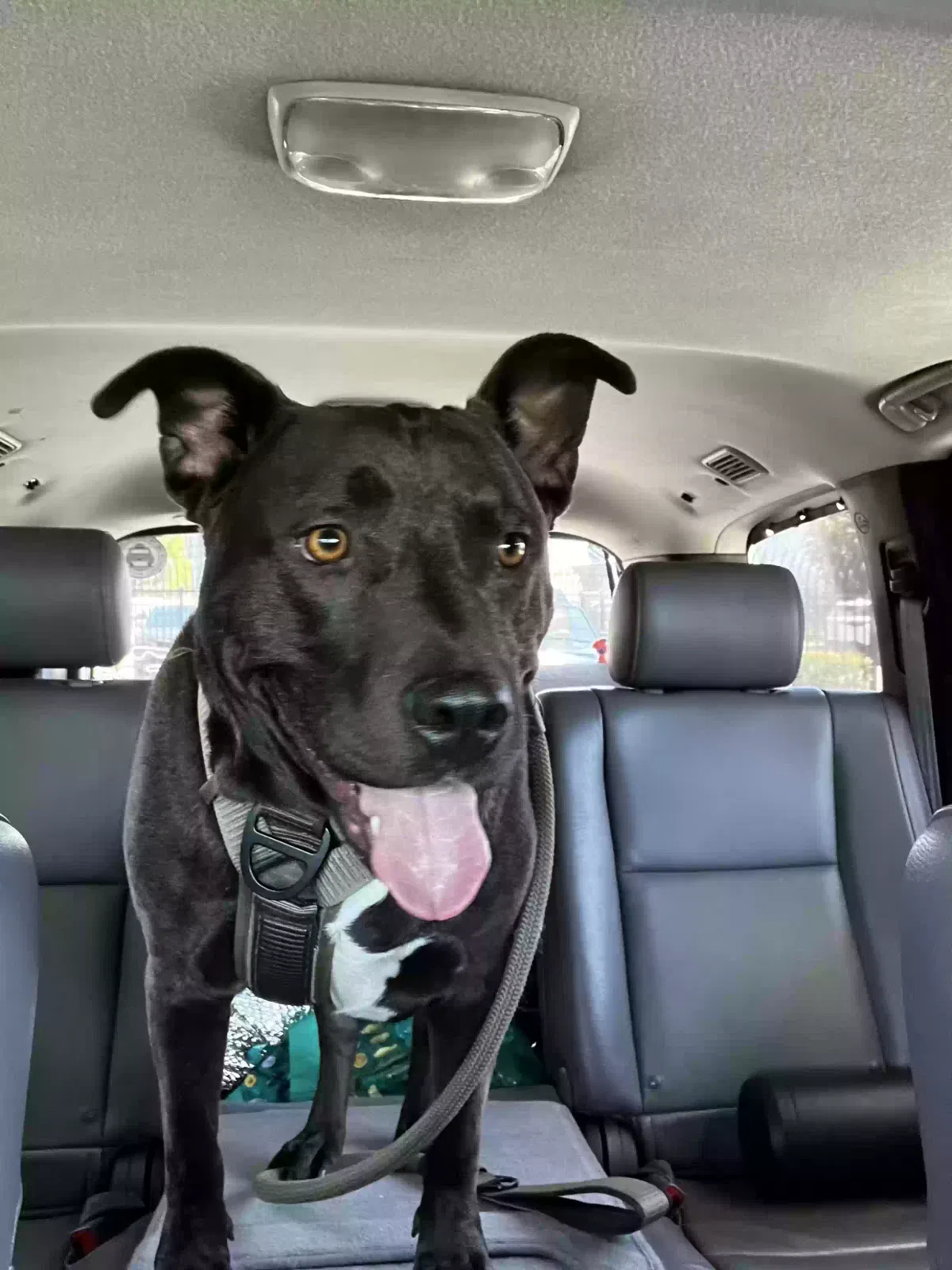 Dog, Unknown Dog for adoption in Colton, CA, 92324