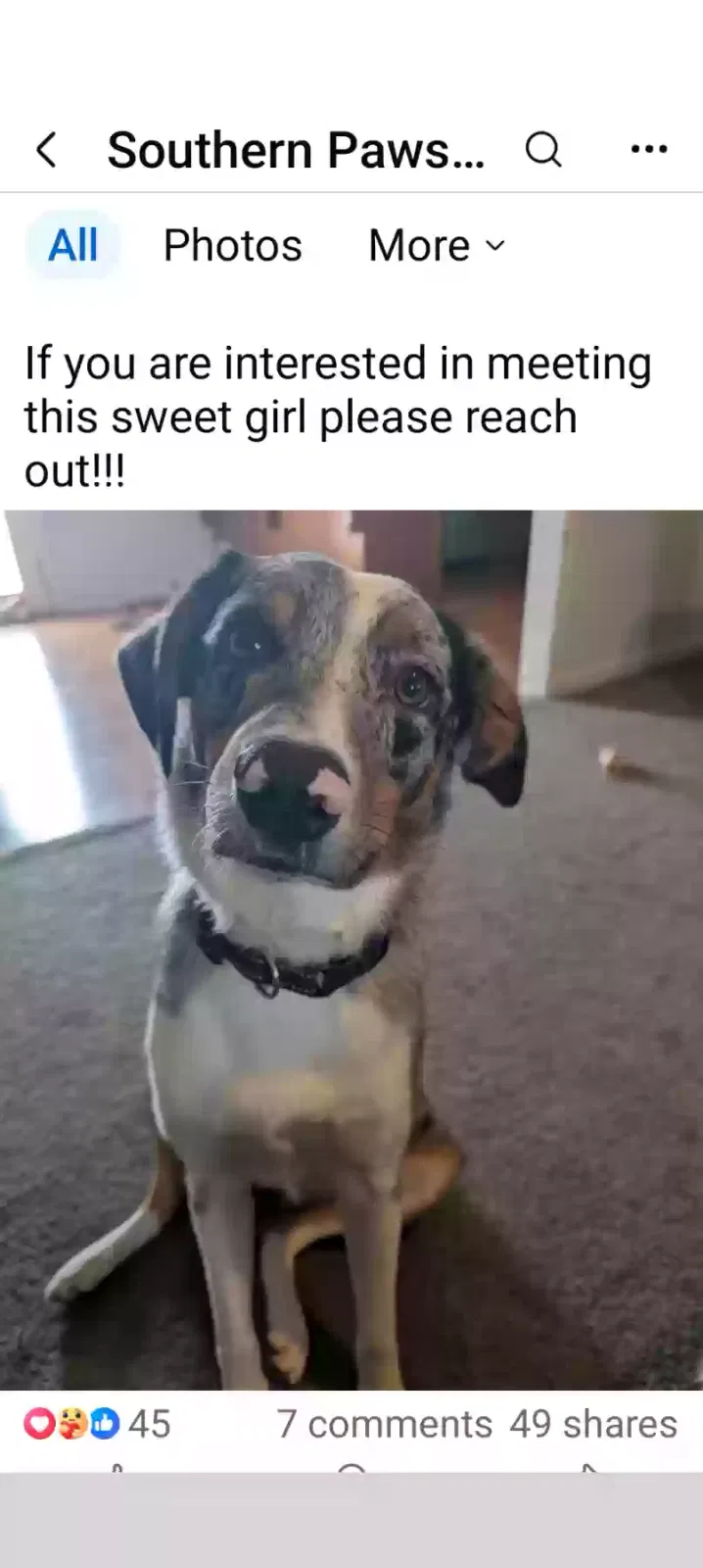 Zoey, Unknown Dog for adoption in Bowling Green, KY, 42101