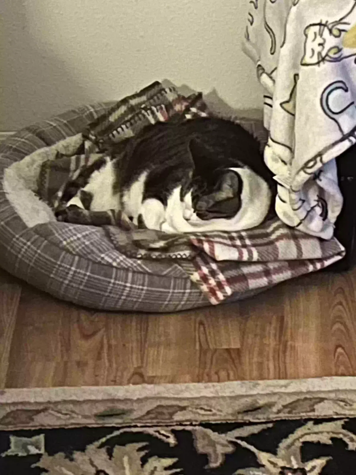 Sweetie Pie, Unknown Cat for adoption in Ocala, FL, 34476
