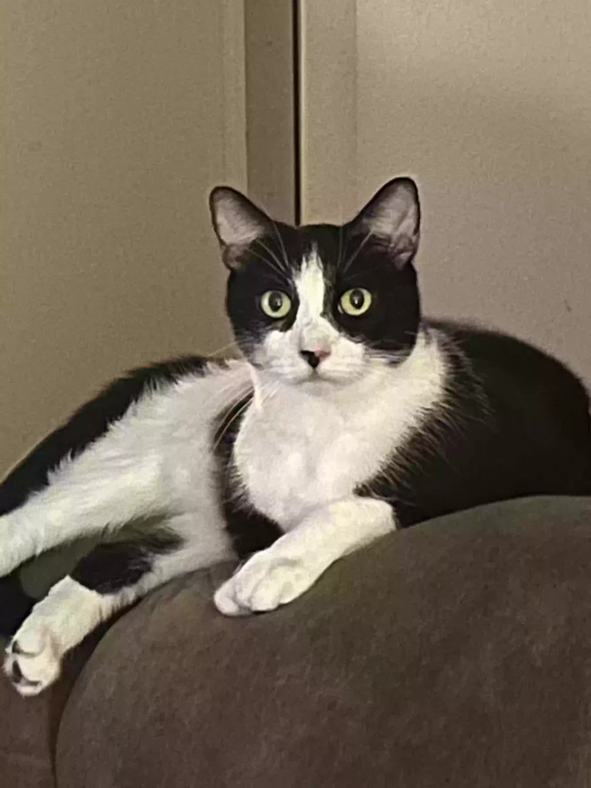 Oreo, Unknown Cat for adoption in Ocala, FL, 34476