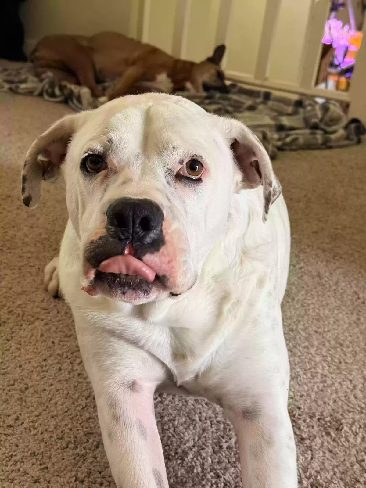 Dog, Pit bull mix Dog for adoption in Greeley, CO, 80631