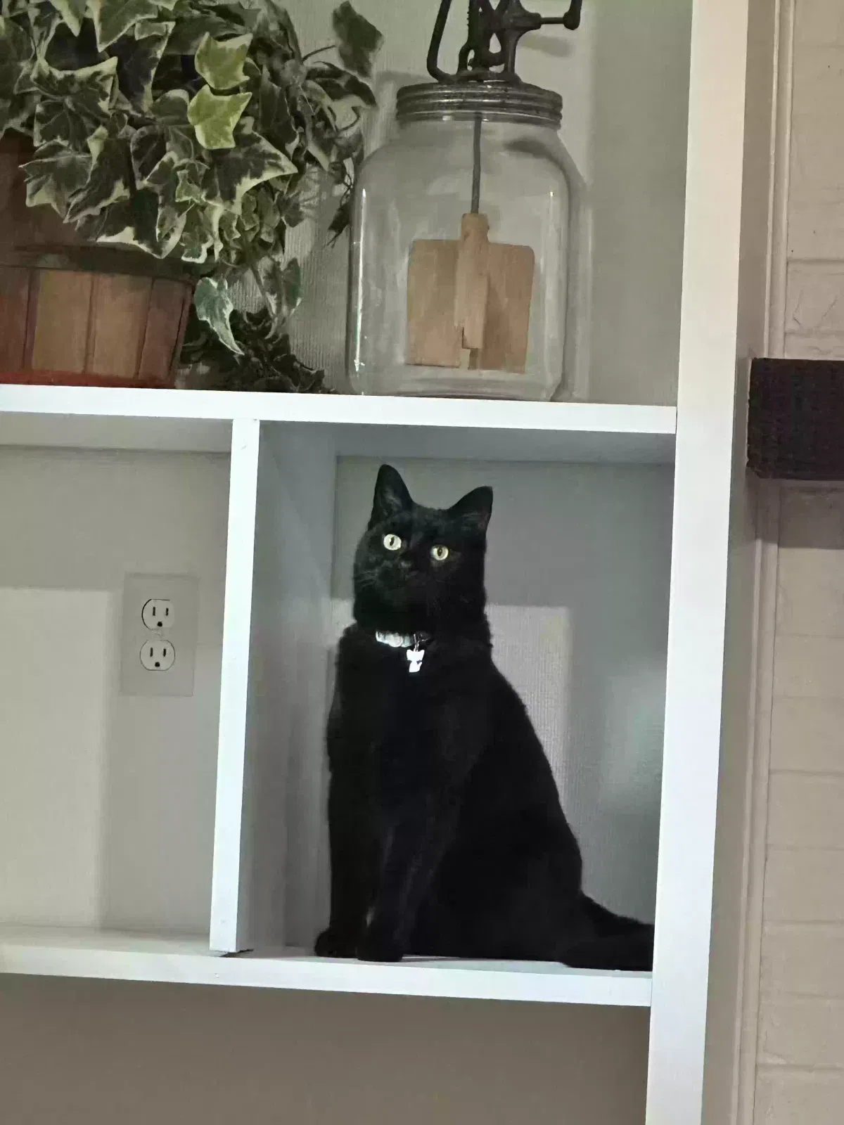 Pepper, Domestic short hair Cat for adoption in West Chester, OH, 45069
