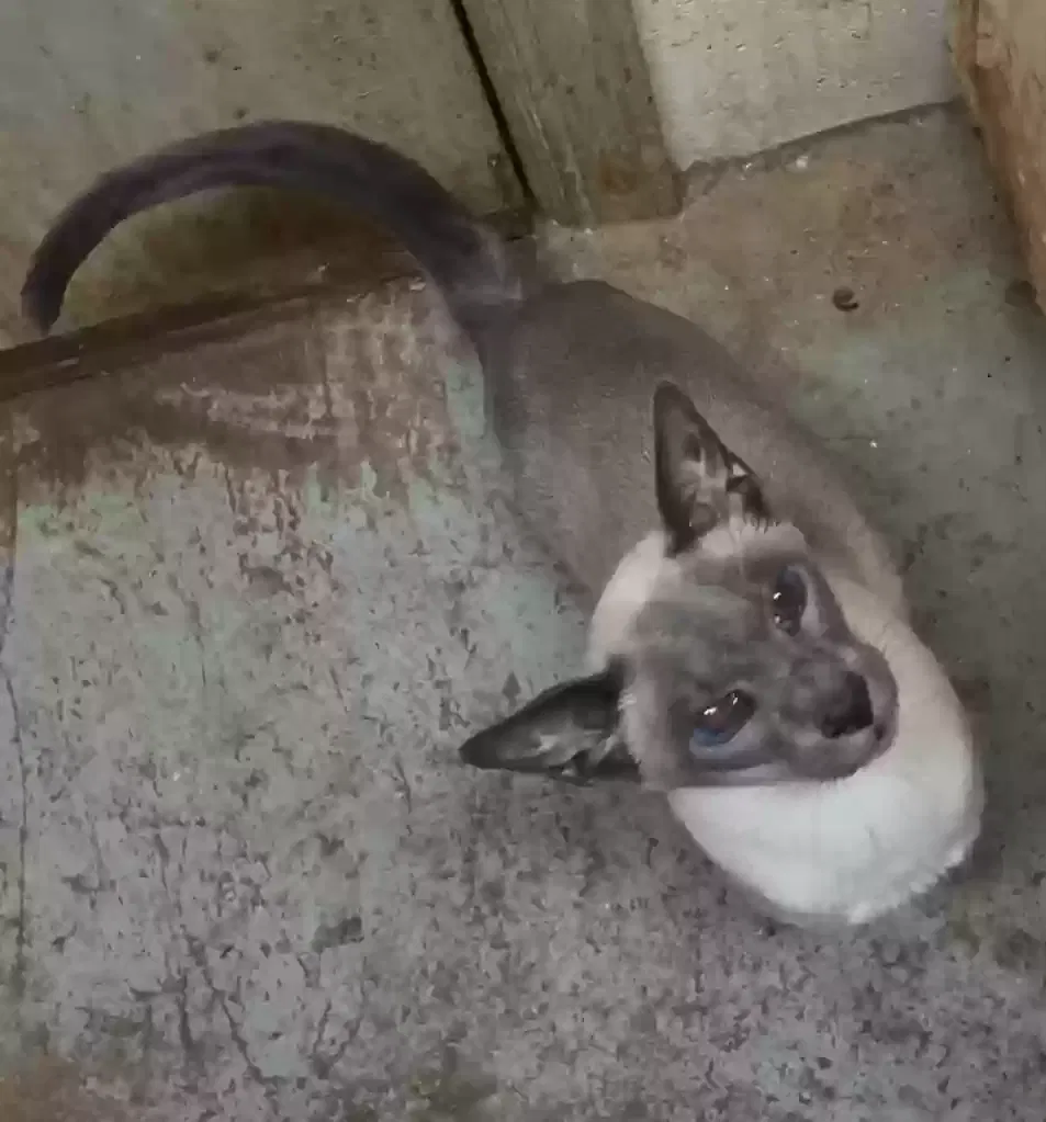 Cat, Siamese Cat for adoption in Cincinnati, OH, 45211