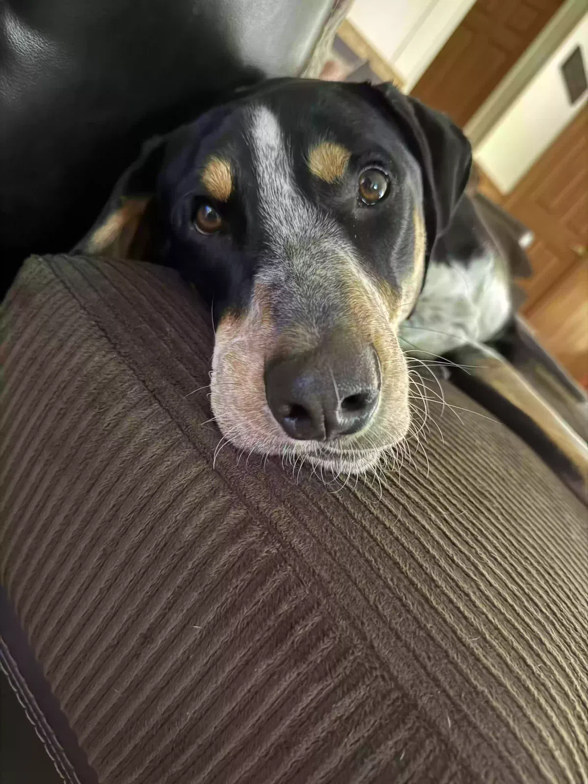 Dog, Blue Tick / Border Colley Dog for adoption in Clintwood, VA, 24228