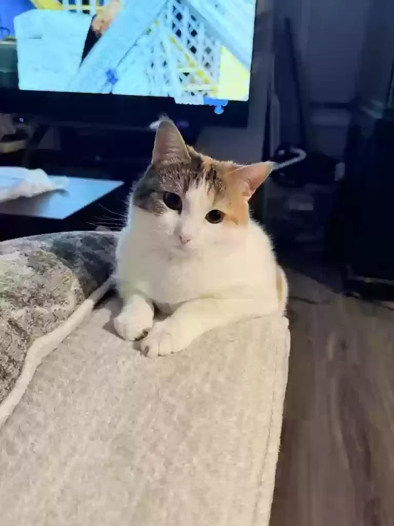 Katsu, Short Hair Calico Cat for adoption in Lawrenceville, GA, 30046