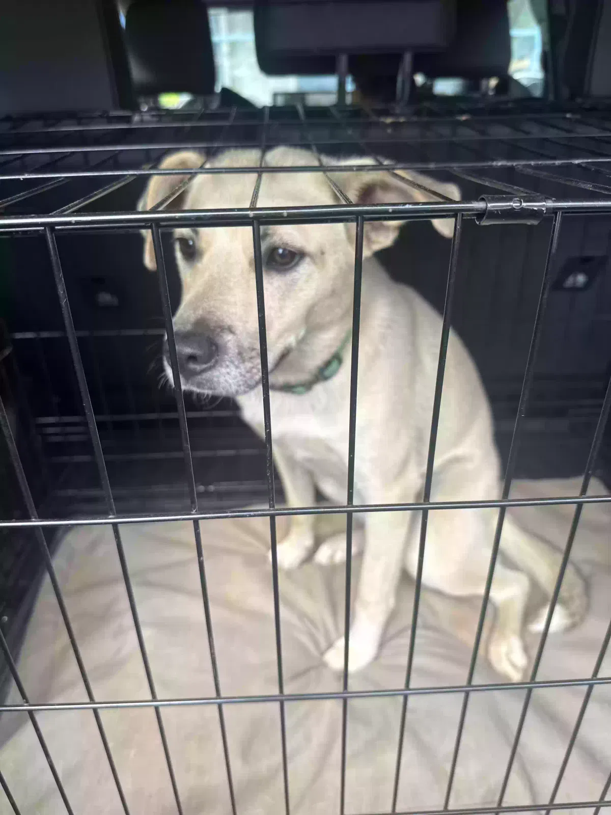 Rilley, Unknown Dog for adoption in Austell, GA, 30106