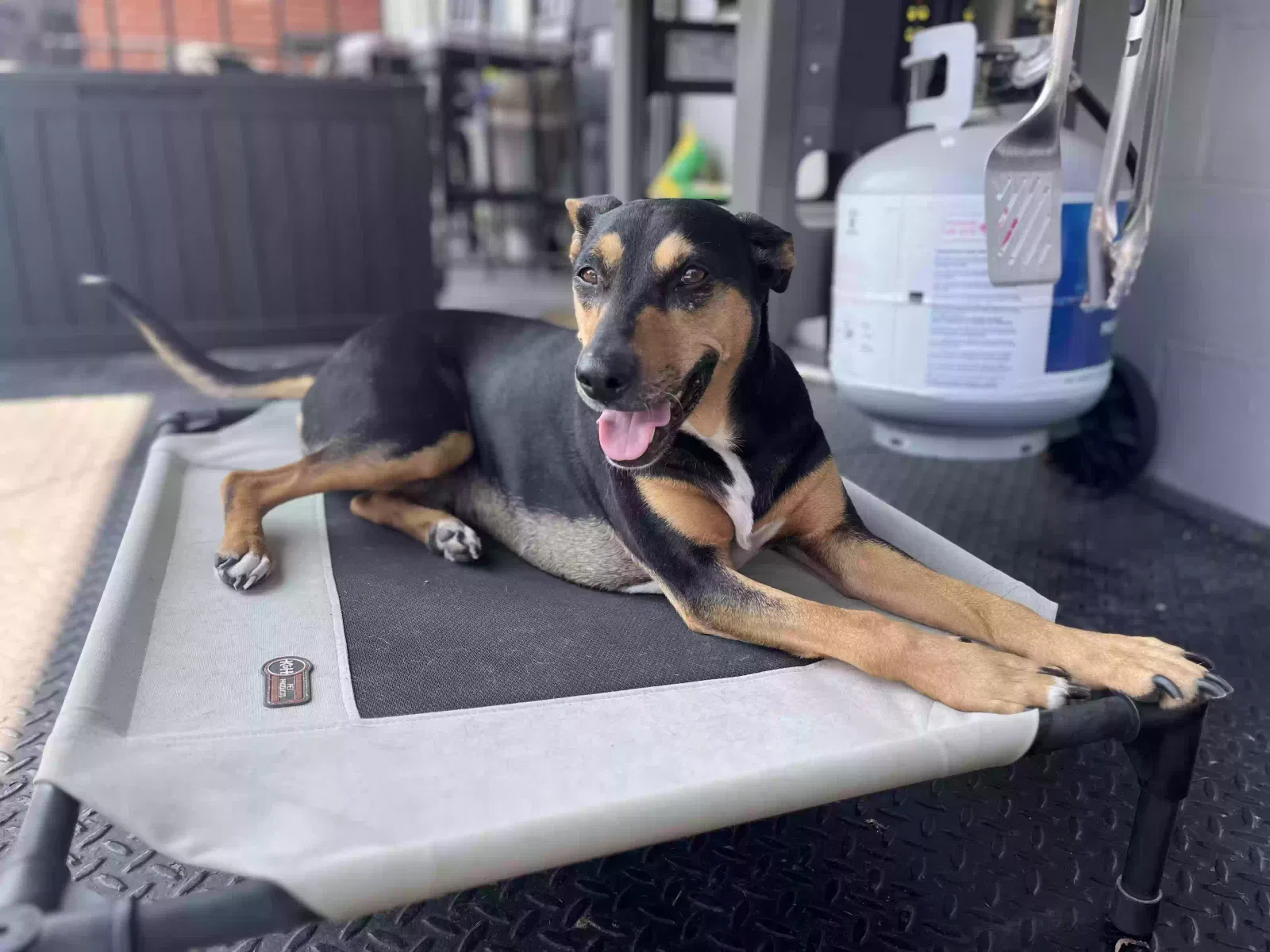 Winnie, Mutt (Doberman Pinscher mix) Dog for adoption in Evanston, IL, 60201