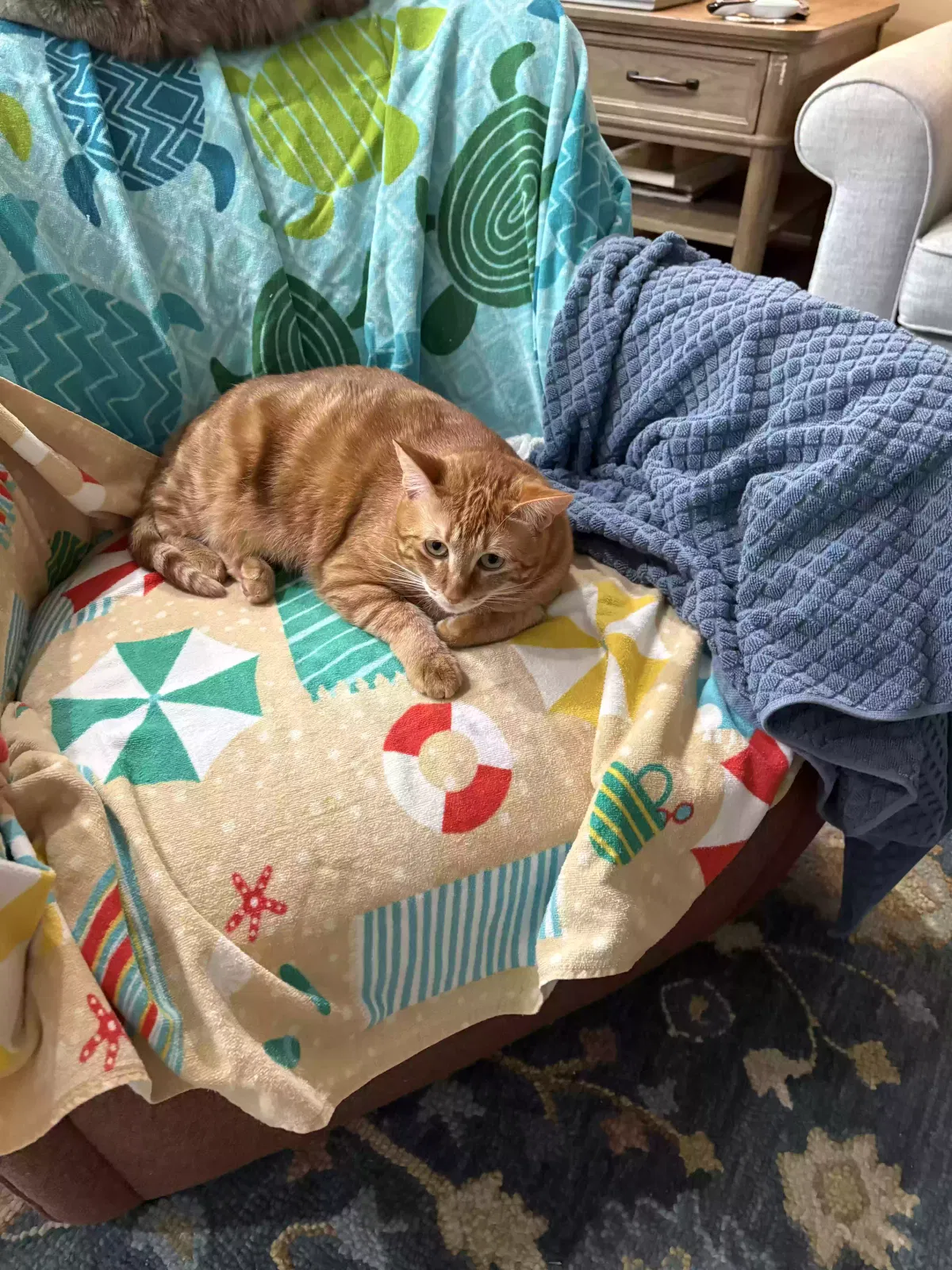 Cat, Unknown Cat for adoption in Pineville, LA, 71360