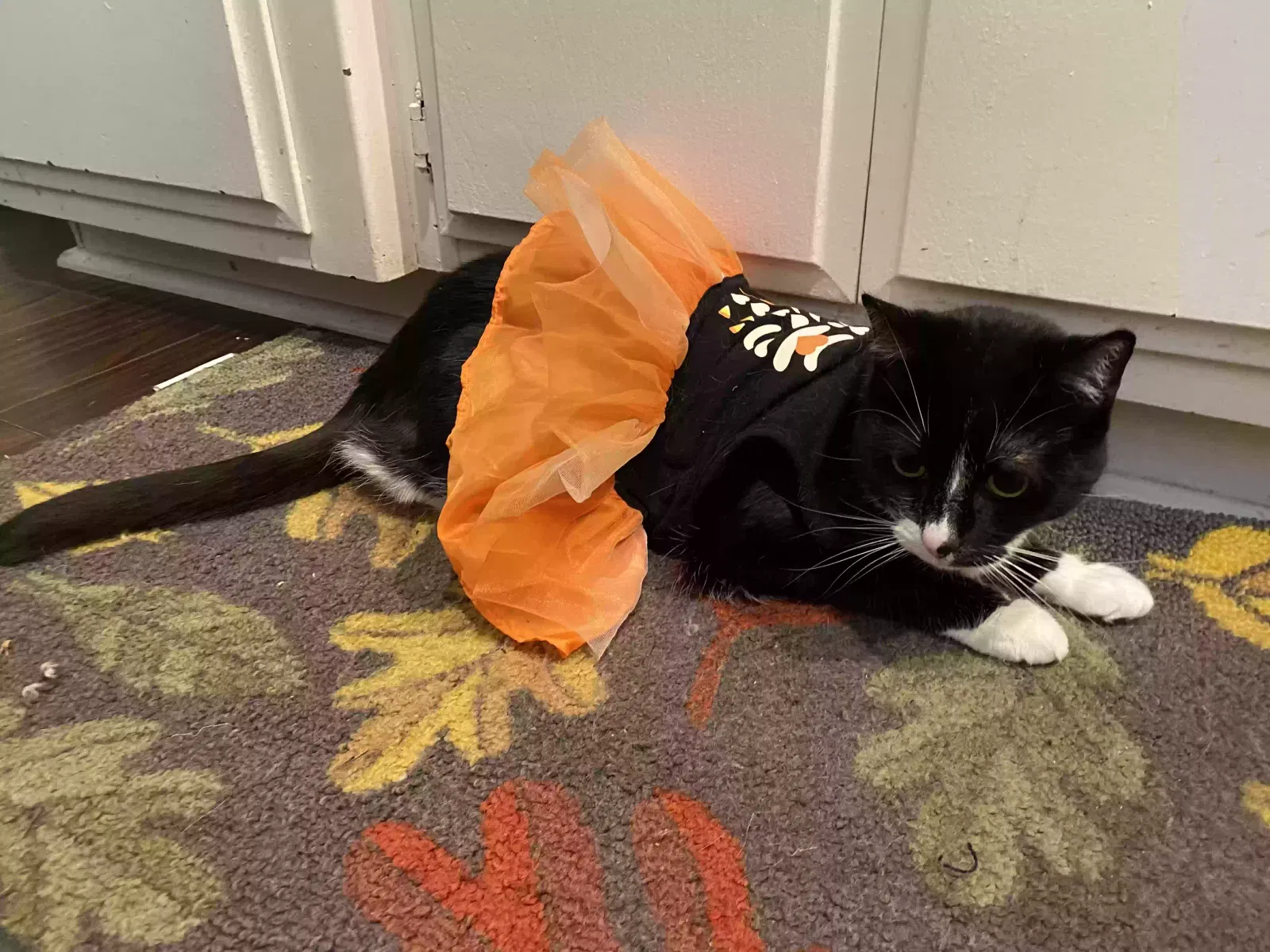 Charlie ( Chuck Chuck), Tuxedo Cat for adoption in Rancho Palos Verdes, CA, 90275