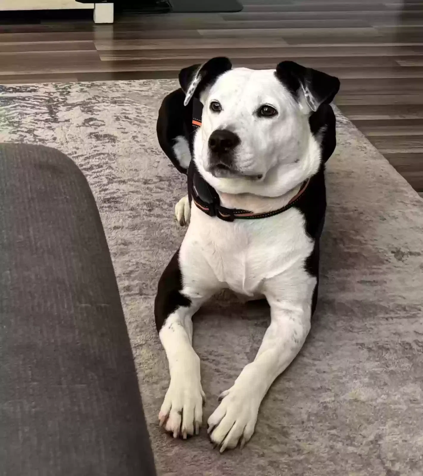 Dog, Boarder collie mix Dog for adoption in Murfreesboro, TN, 37129
