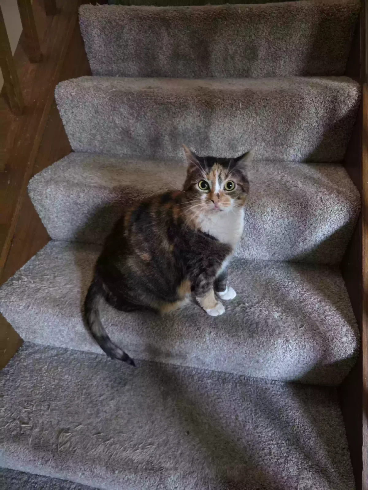 Petunia, Unknown Cat for adoption in Harrison, OH, 45030