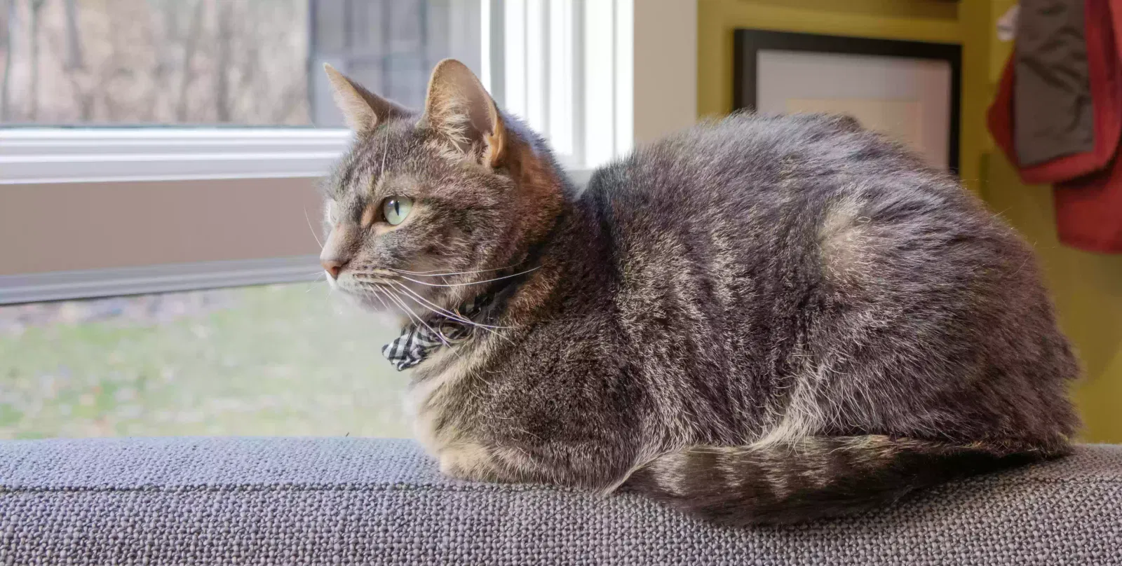 Millie, Domestic shorthair Cat for adoption in East Granby, CT, 6026