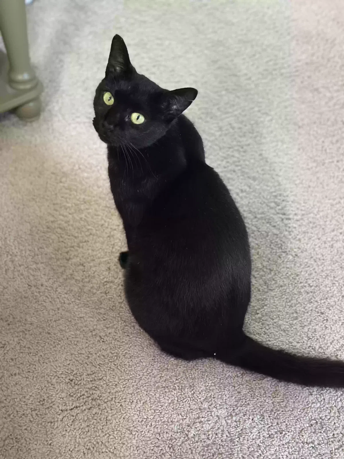 Milo, Domestic Short Hair Cat for adoption in West Chester, OH, 45069