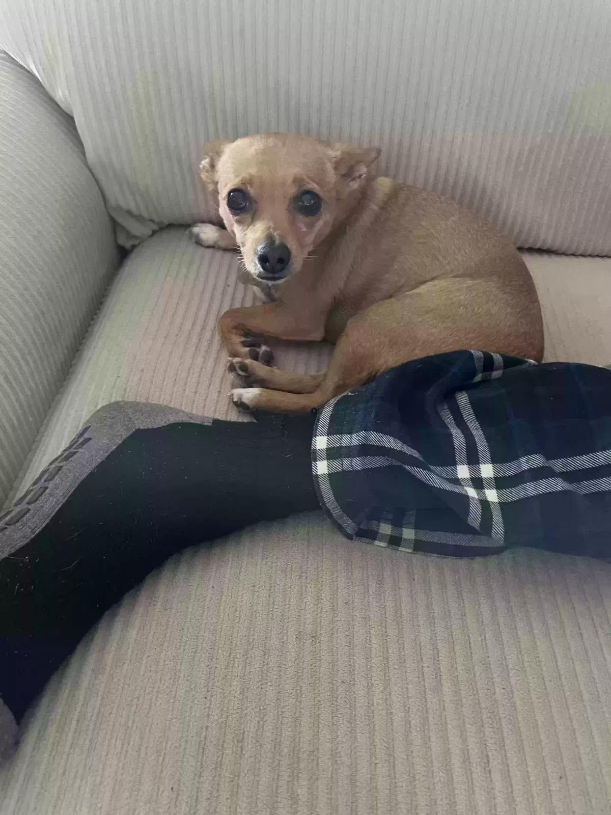 Sandy Socks, Chihuahua and a small mixing of I don’t know Dog for adoption in Prescott Valley, AZ, 86314