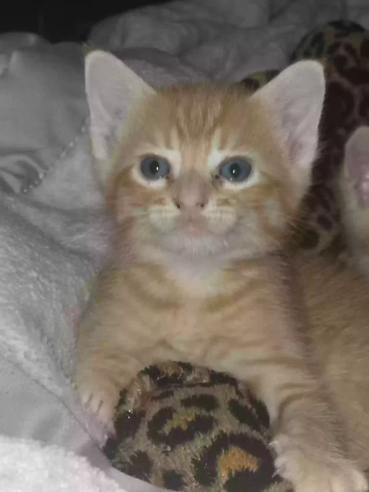 Sunshine, Unknown Cat for adoption in Alvin, TX, 77511