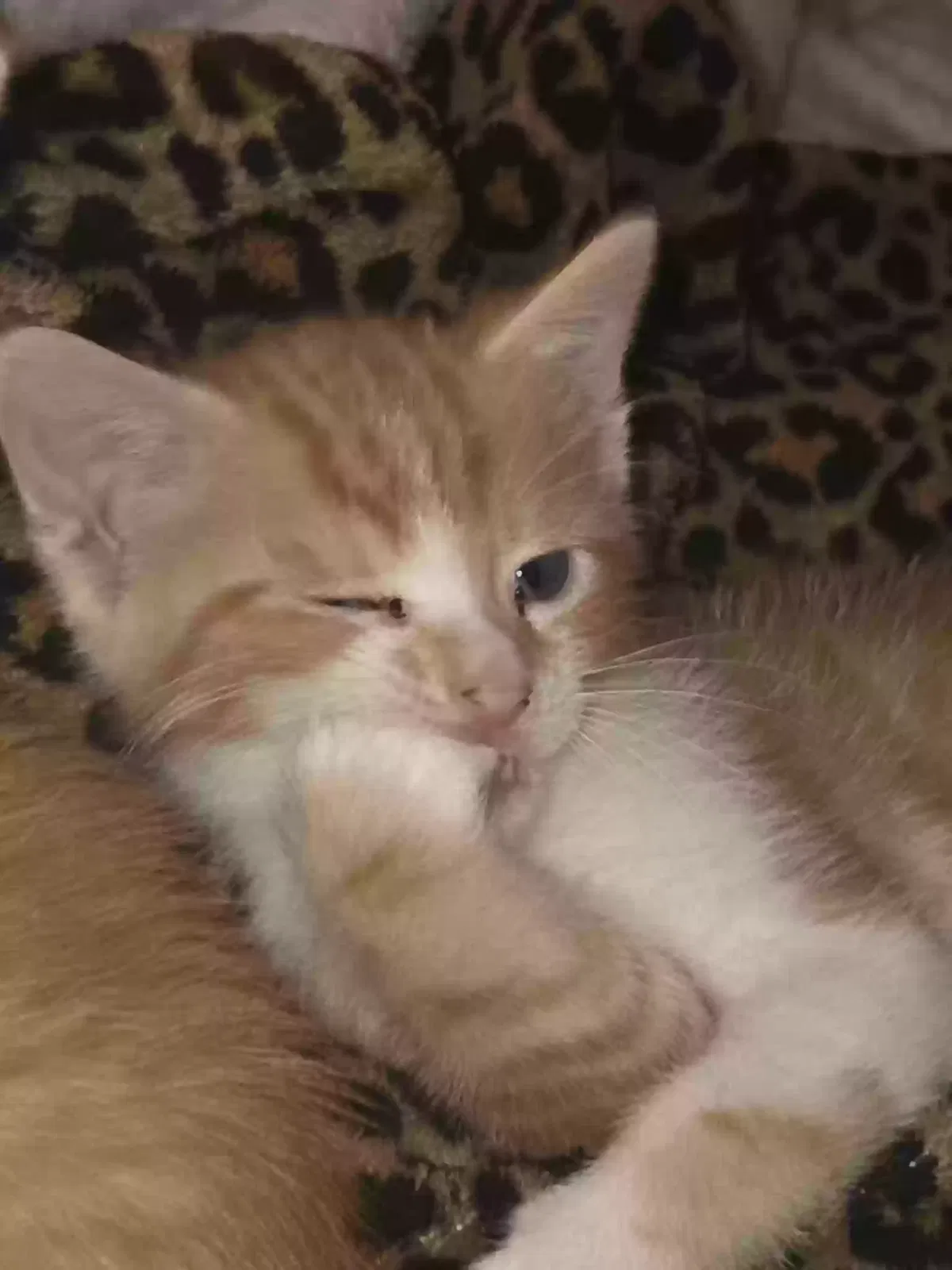 Pumpkin, domestic shorthair Cat for adoption in Alvin, TX, 77511